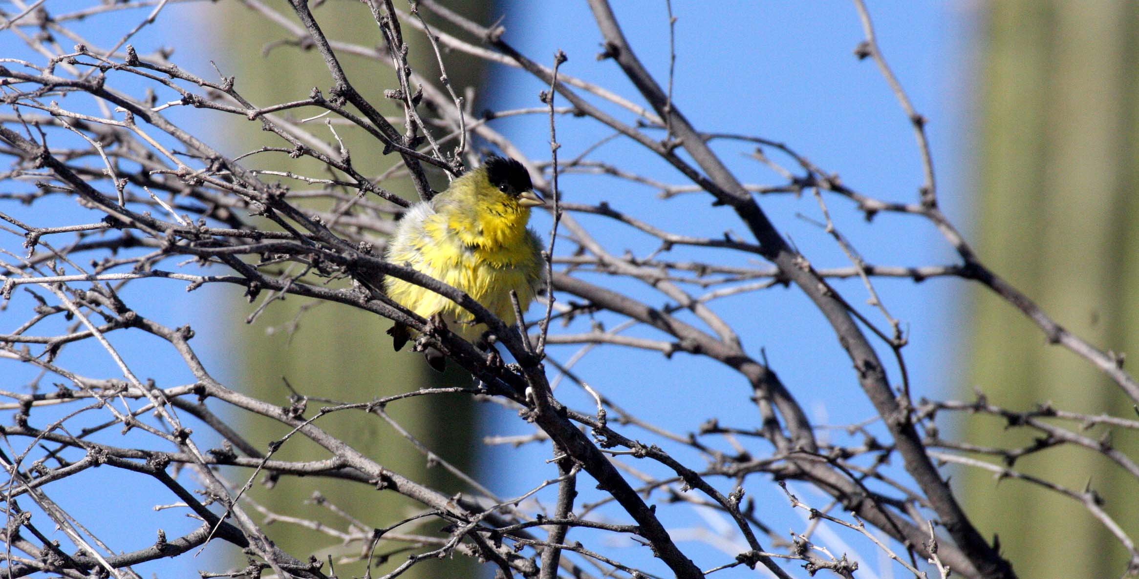 Lesser Goldfinch (Spinus psaltria) Catavina Desert, Baja Mexico (9).JPG