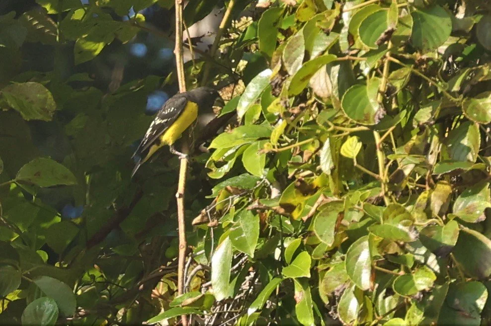 Spot-winged Grosbeak (Mycerobas melanozanthos) Fang Hotsprings Chiang Mai Thailand (9).jpg