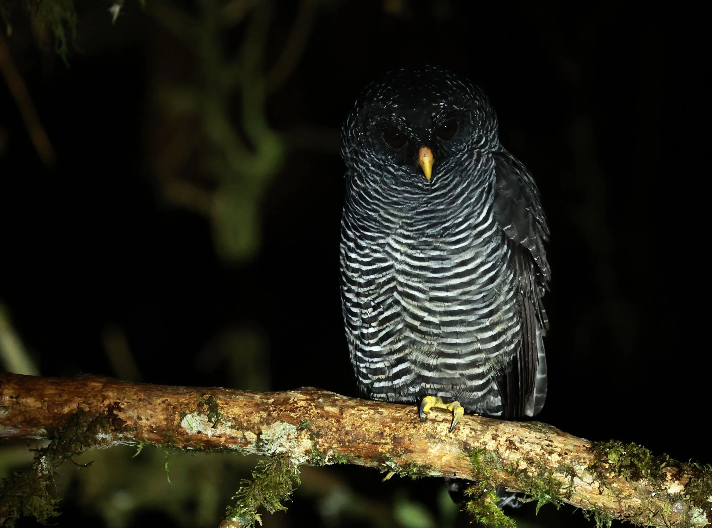 Owl - Black-banded Owl - Strix huhula - San Isidro Lodge, Ecuador (48).jpg