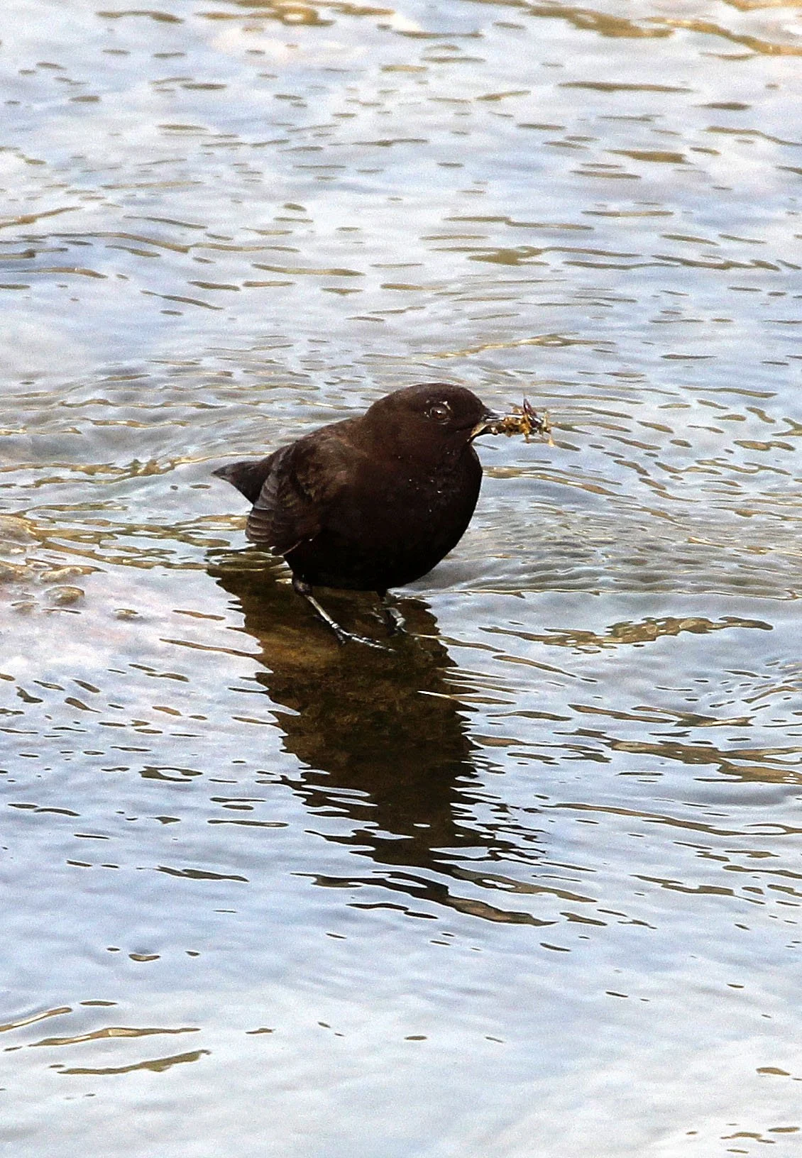 Brown dipper (Cinclus pallasii) Foping City Shaanxi China (5).JPG