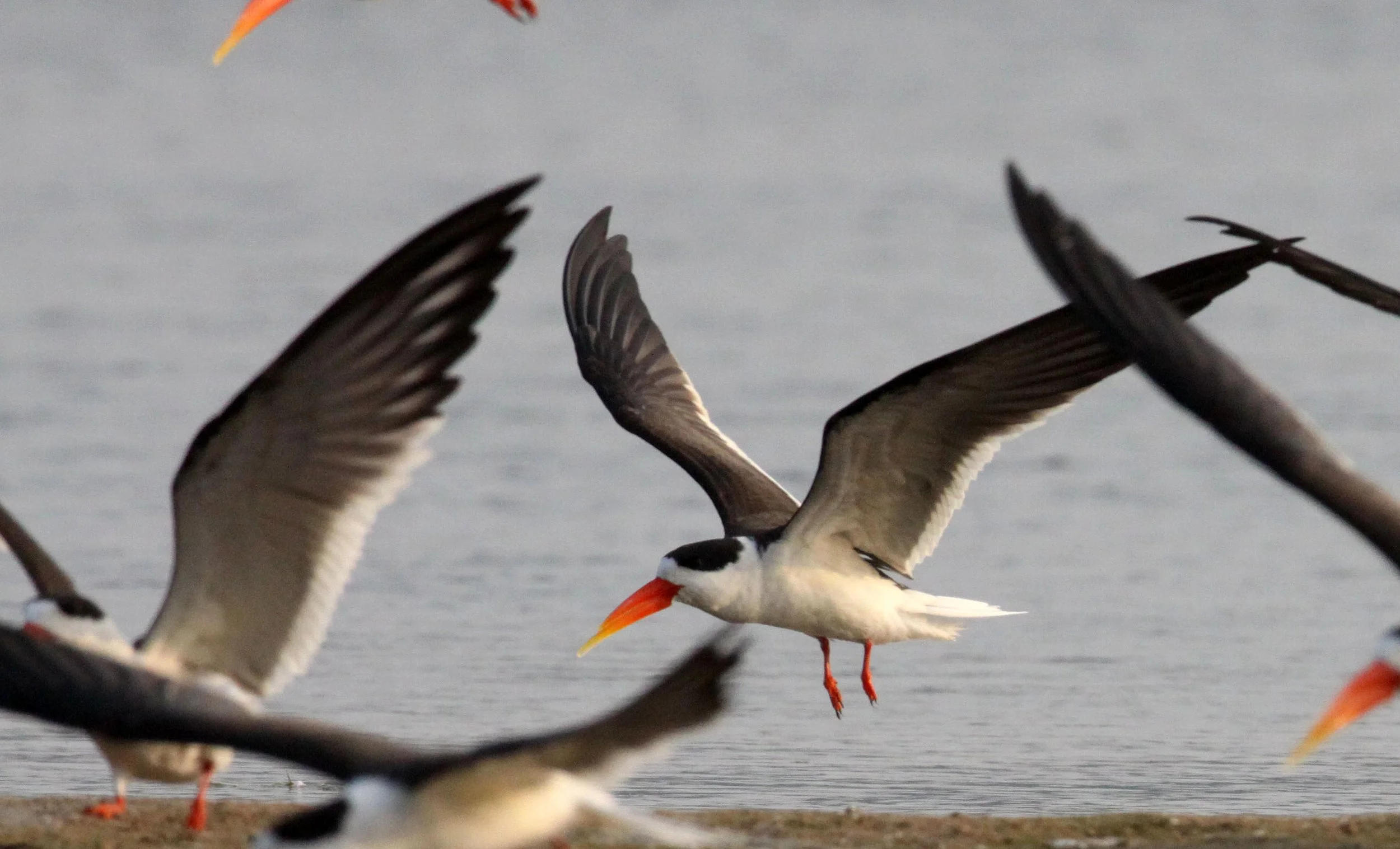 BIRD - SKIMMER - INDIAN SKIMMER - CHAMBAL SANCTUARY INDIA (96).JPG