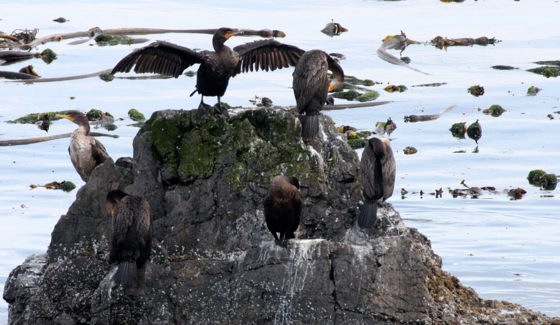 Nannopterum auritum - Double-crested Cormorant - Strait of Juan de Fuca, Washington (2).JPG