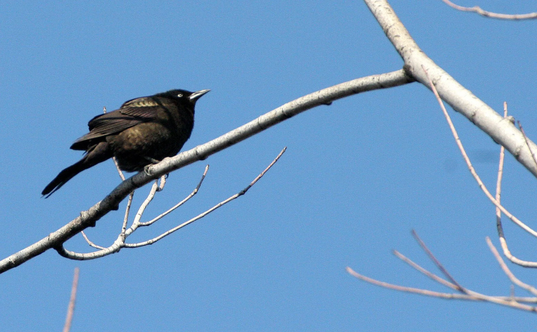Common Grackle (Quiscalus quiscula) West Chicago Marsh Illinois (9).JPG