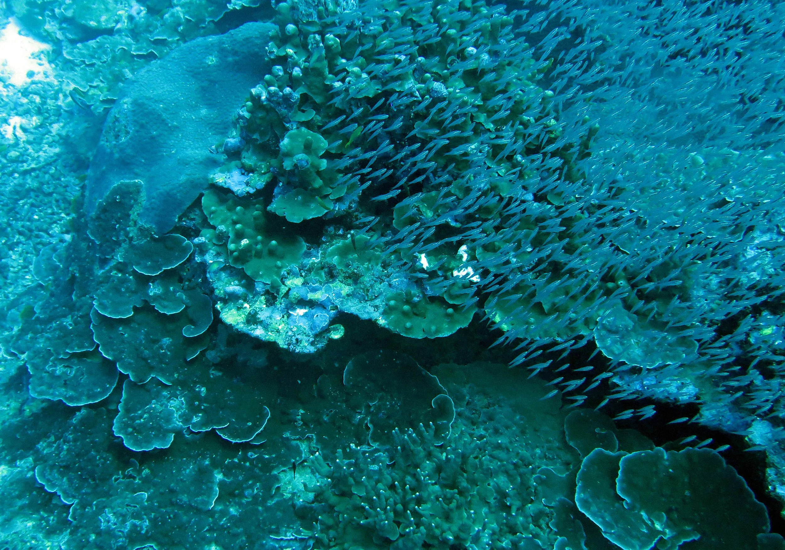 2014 Similan Islands Marine Park Thailand ISB Dive Trip (29).JPG