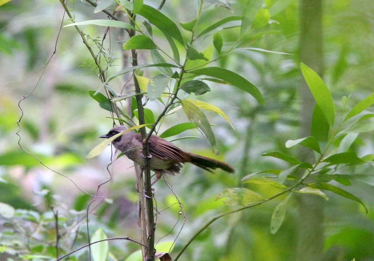 BIRD - BACH MA VIET NAM Masked Laughingthrush (Garrulaxn perspicullatus) (6).JPG