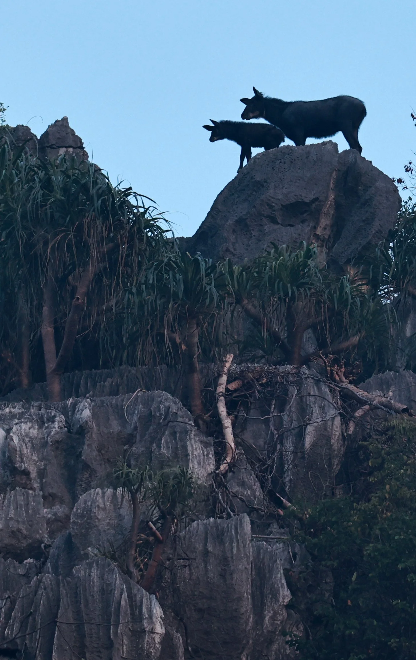 Indochinese Serow (Capricornis milneedwardsi maritimus) Pak Chong, Ban Tha Chang Spring (22).jpg