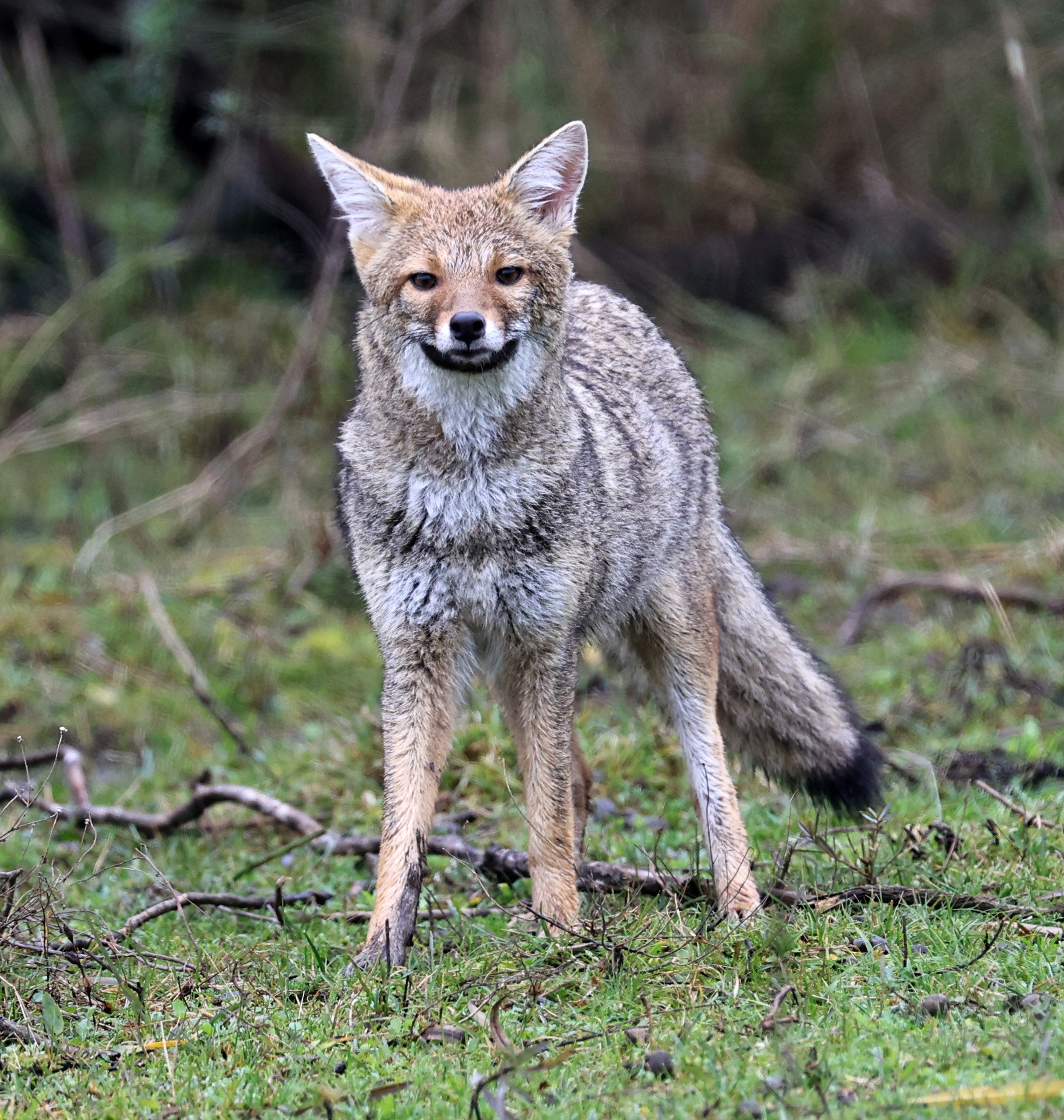 Pampas Fox (Lycalopex gymnocercus) El Palmar National Park, Entre Rios, Argentina day 2 (22).jpg