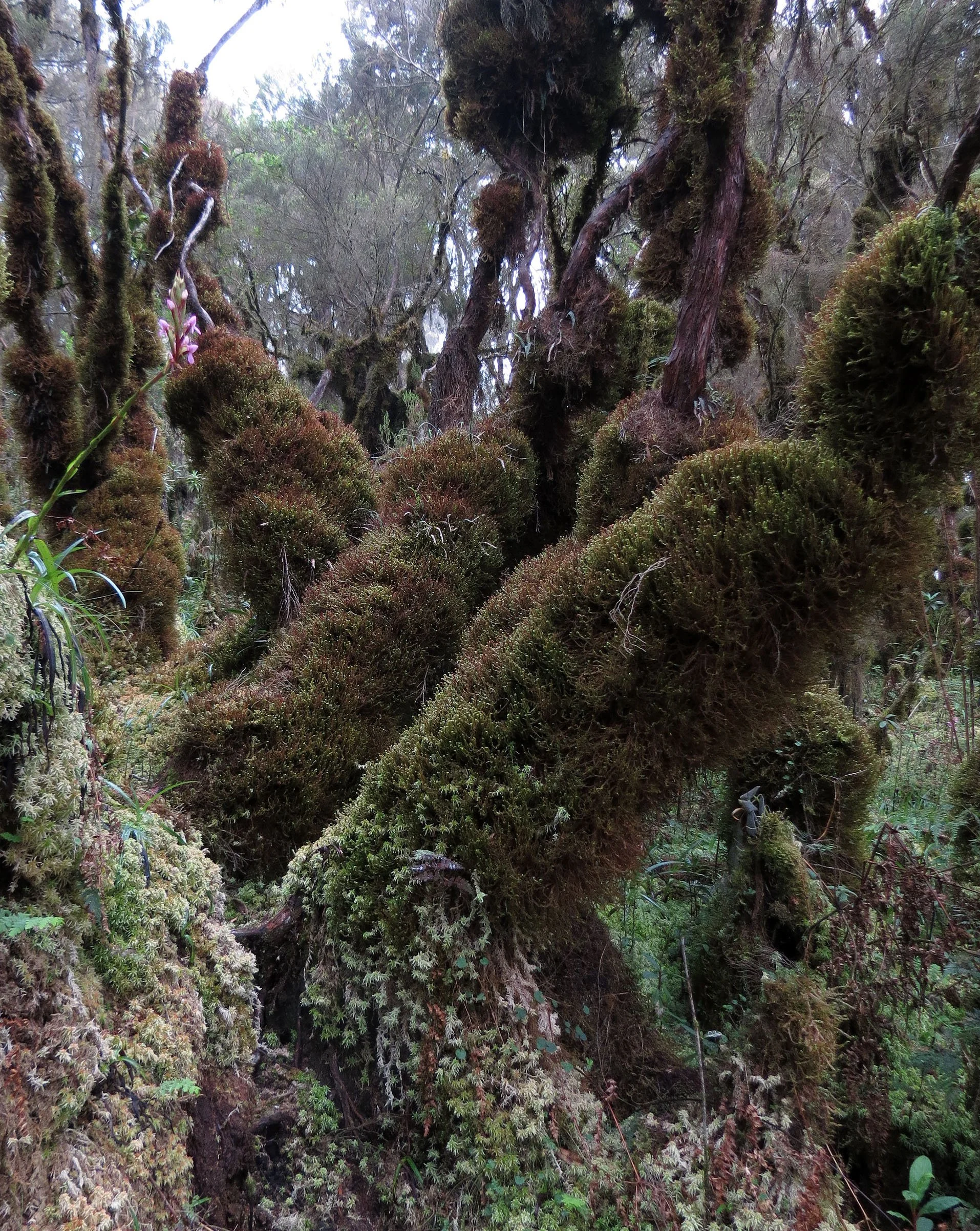 RWENZORI NATIONAL PARK UGANDA (128).JPG