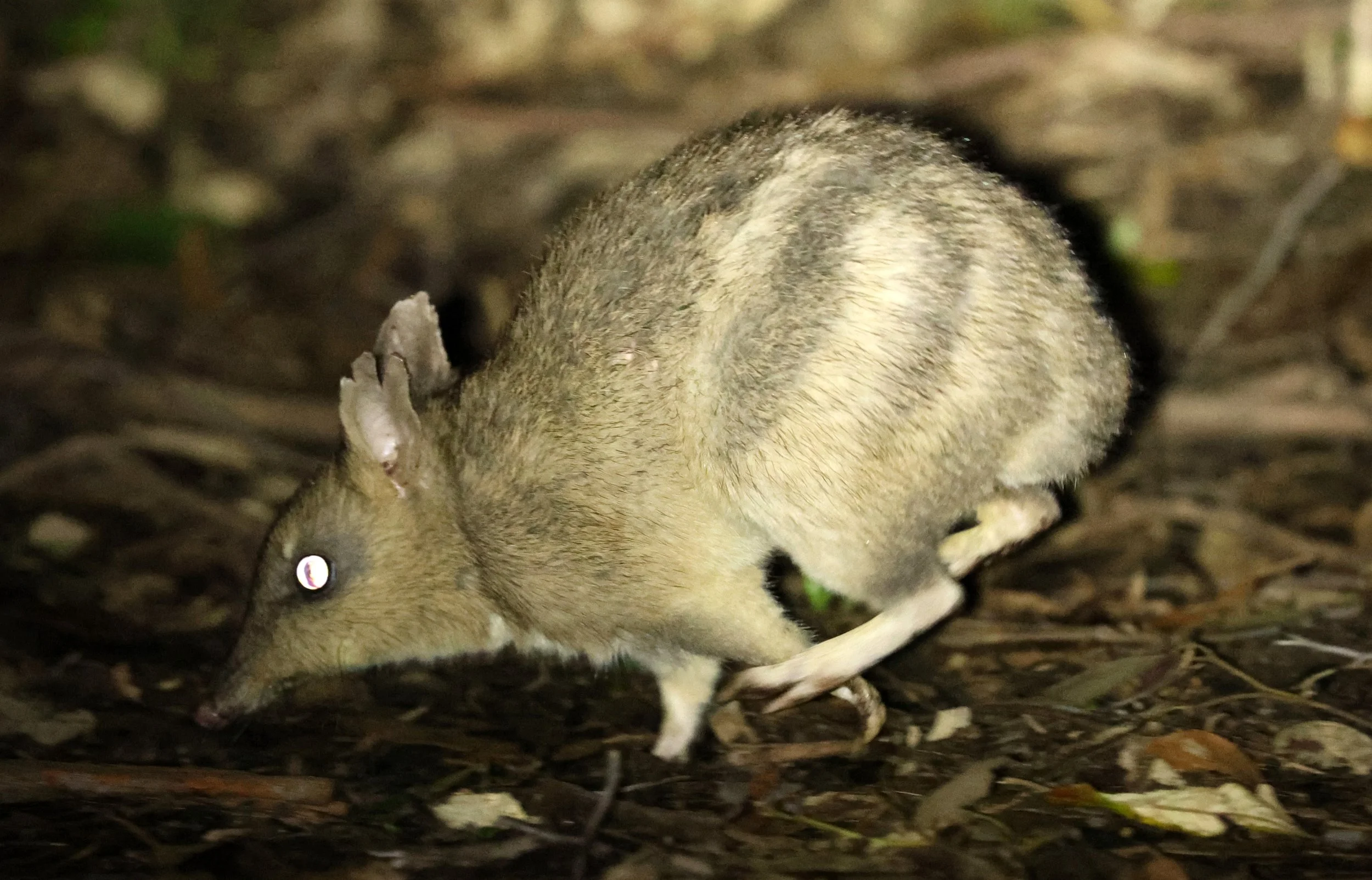 Eastern Barred Bandicoot (Perameles gunnii)  Tessellated Pavement Vicinity - Tasmania