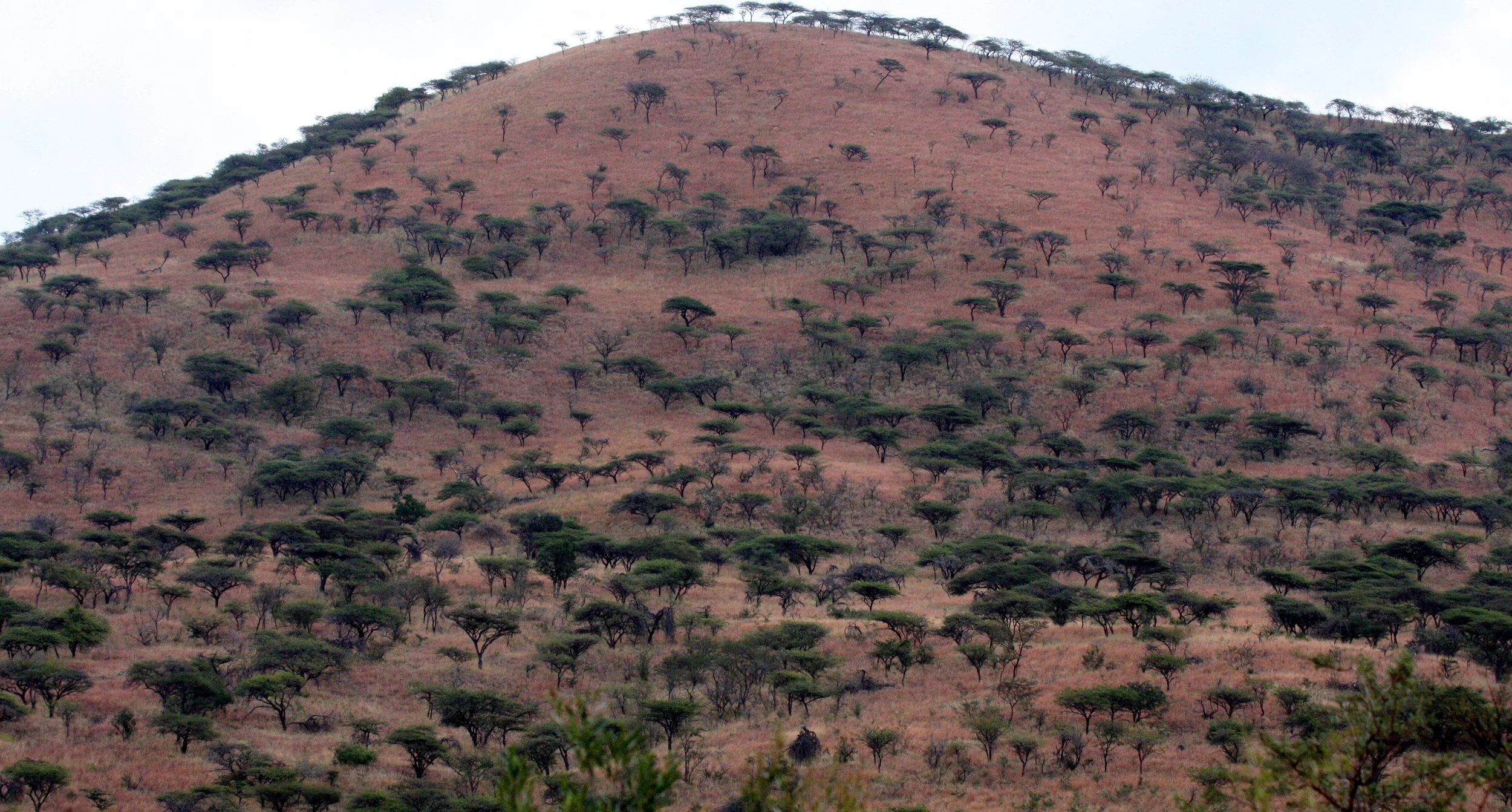 IMFOLOZI NATIONAL PARK SOUTH AFRICA - BUSHVELD COMMUNITY (3).JPG