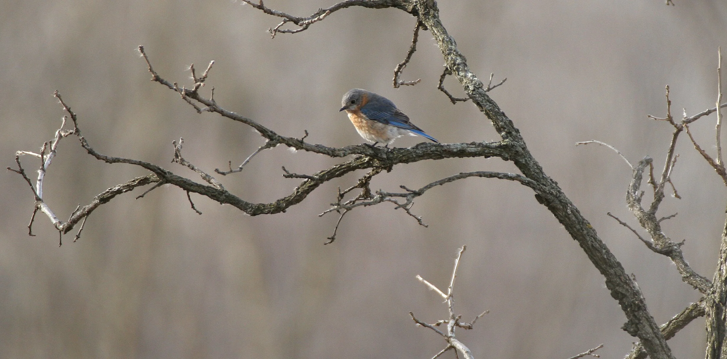Eastern Bluebird (Sialia sialis) Lincoln Marsh Wheaton Illinois (37).JPG