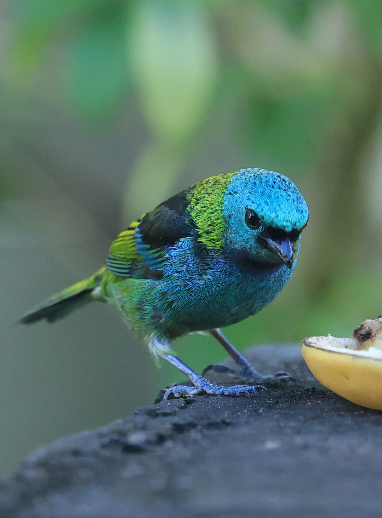 Green-headed Tanager (Tangara seledon)  Superagui National Park, Brazil (233).jpg