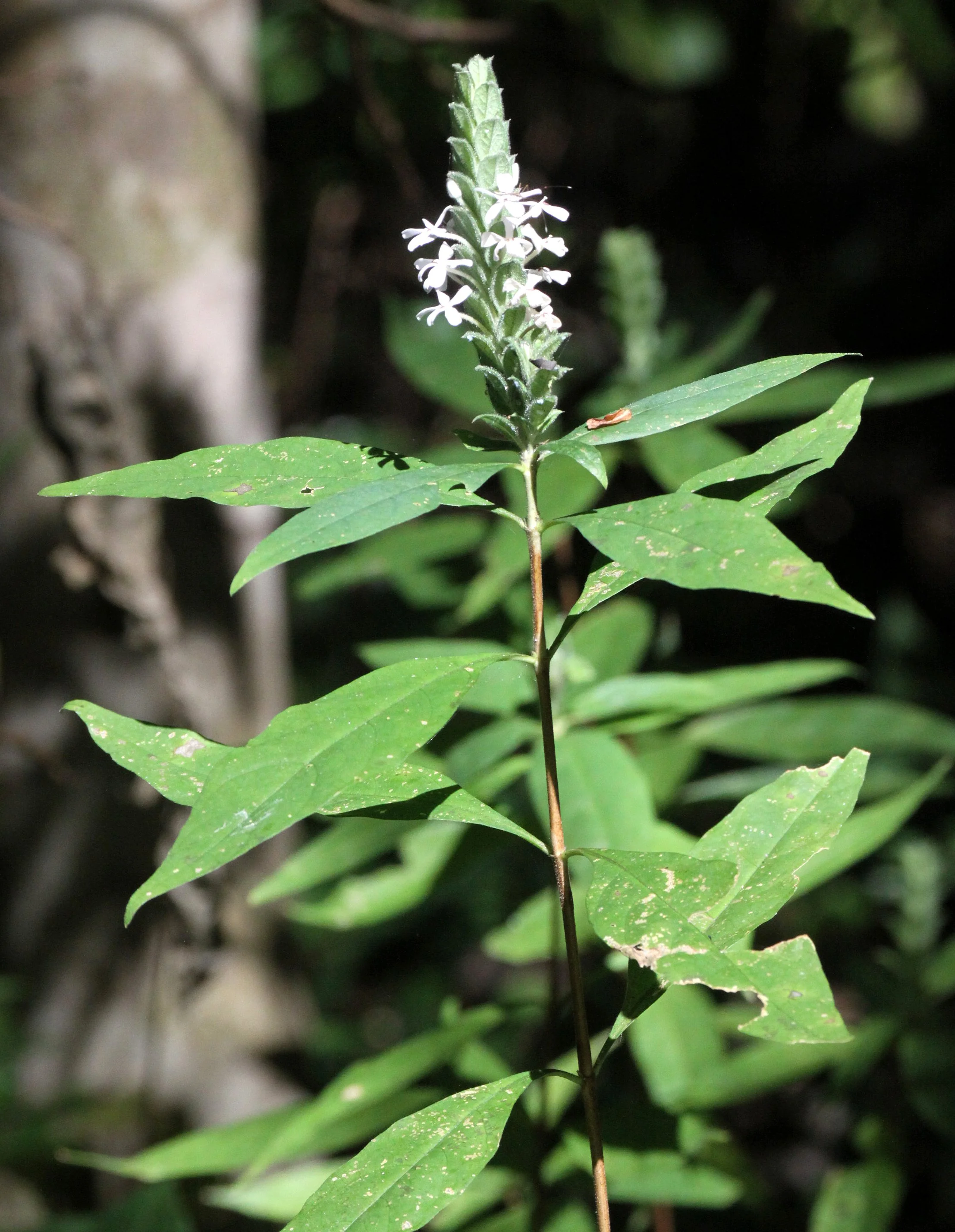 PLANT - SPECIES - ANKARANA NATIONAL PARK MADAGASCAR (10).JPG