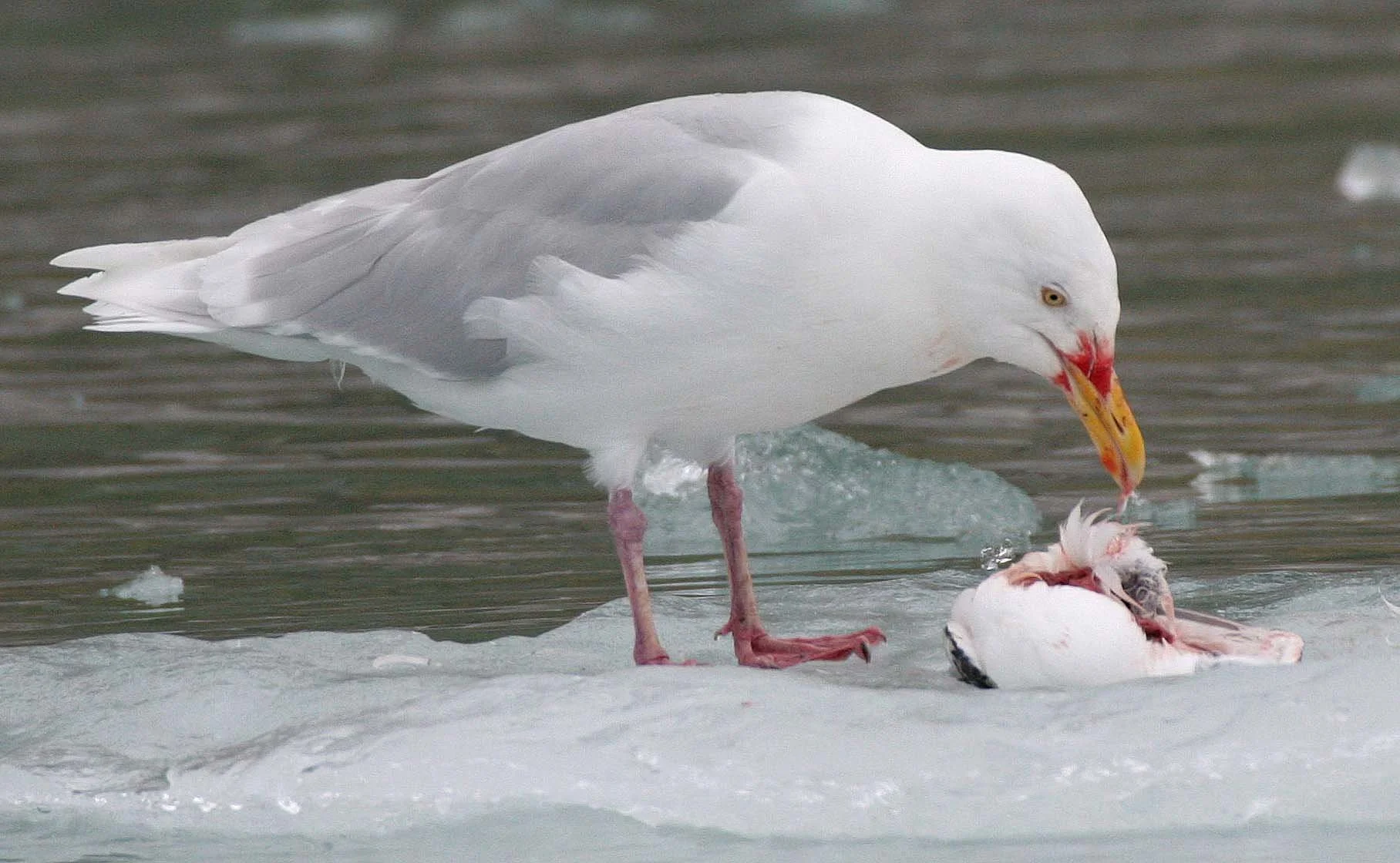 BIRD - GULL - GLAUCOUS GULL - SVALBARD (19).jpg