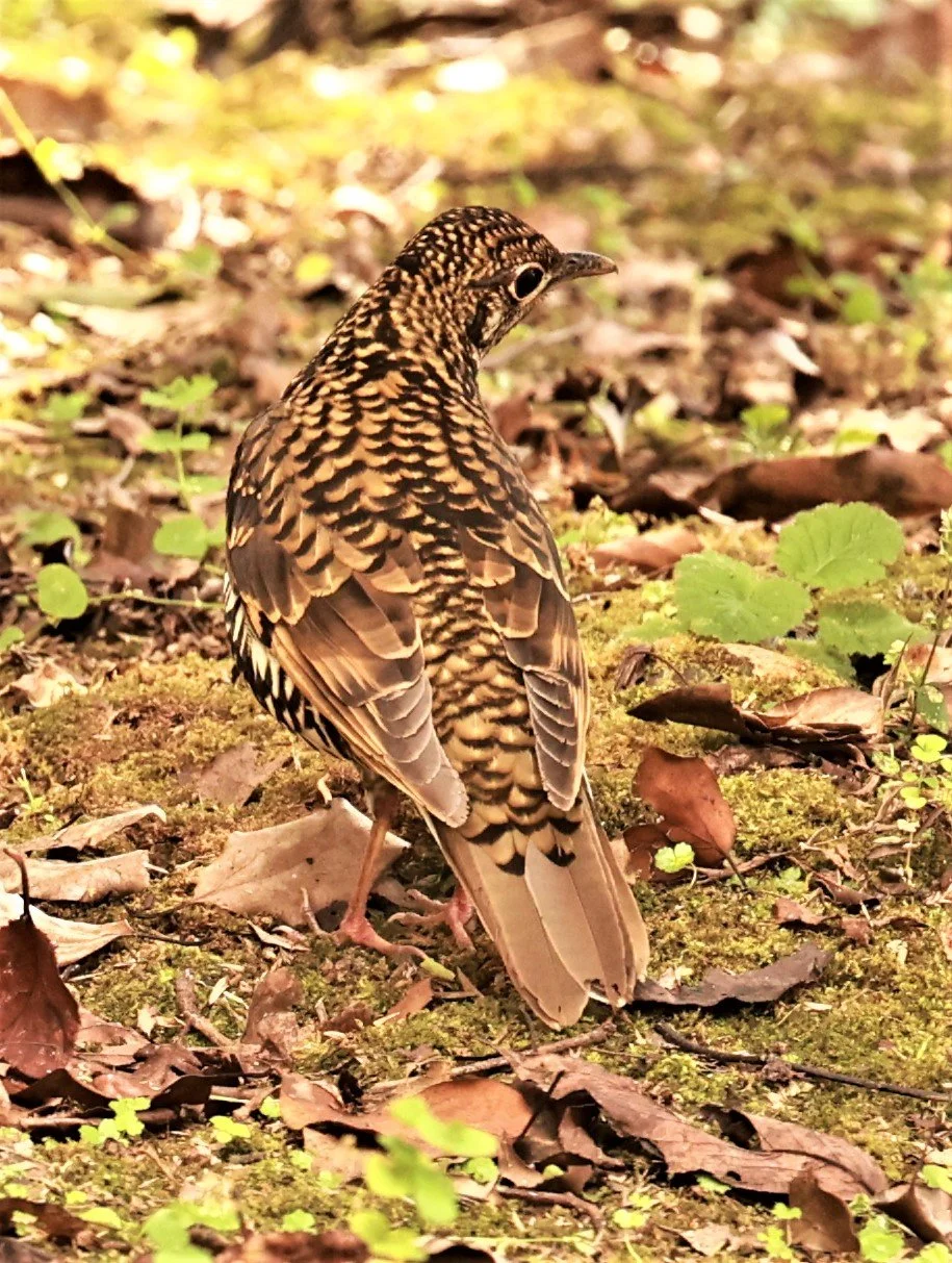 Scaly Thrush (Zoothera dauma) Doi Ang Kang Chiang Mai (20).jpg