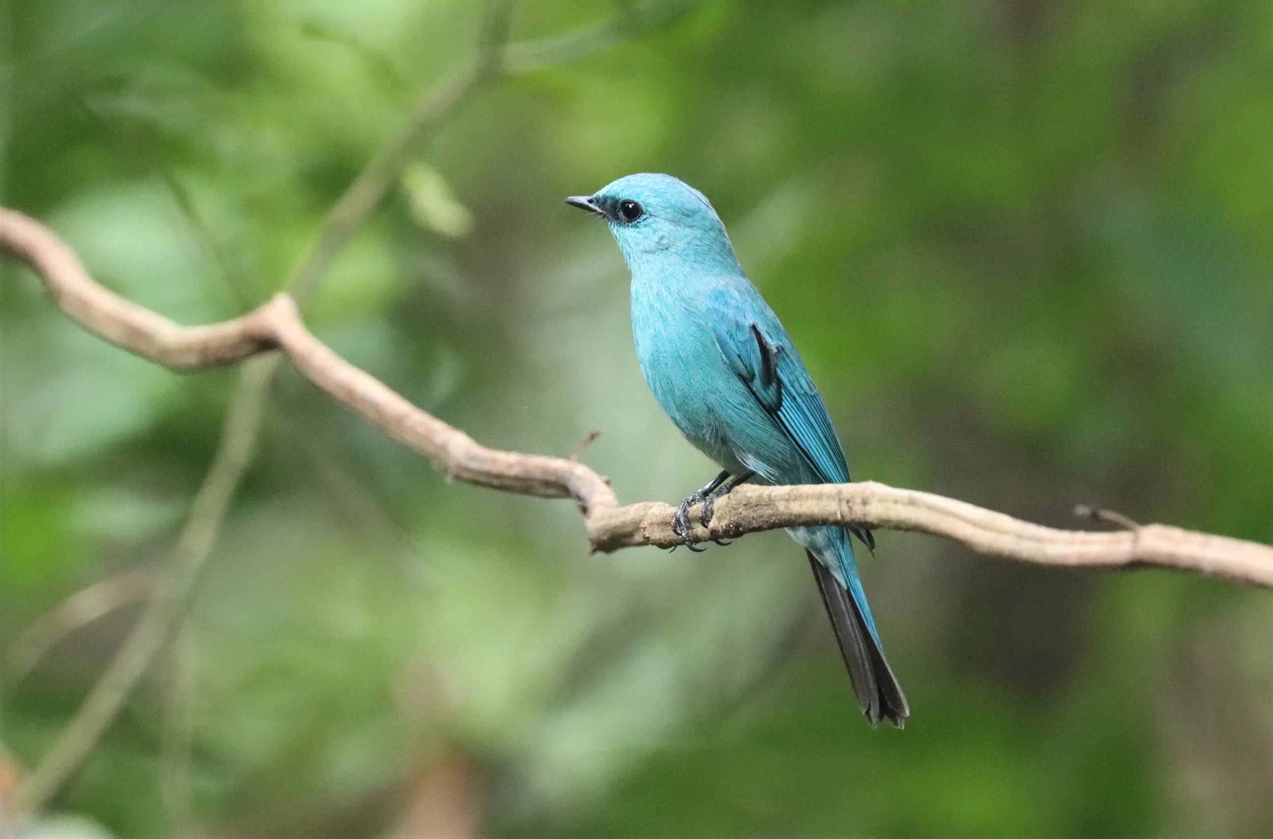 FLYCATCHER - VERDITER FLYCATCHER - Eumyias thalassina - WAT THAM PRATHUN CHONBURI (8).jpg