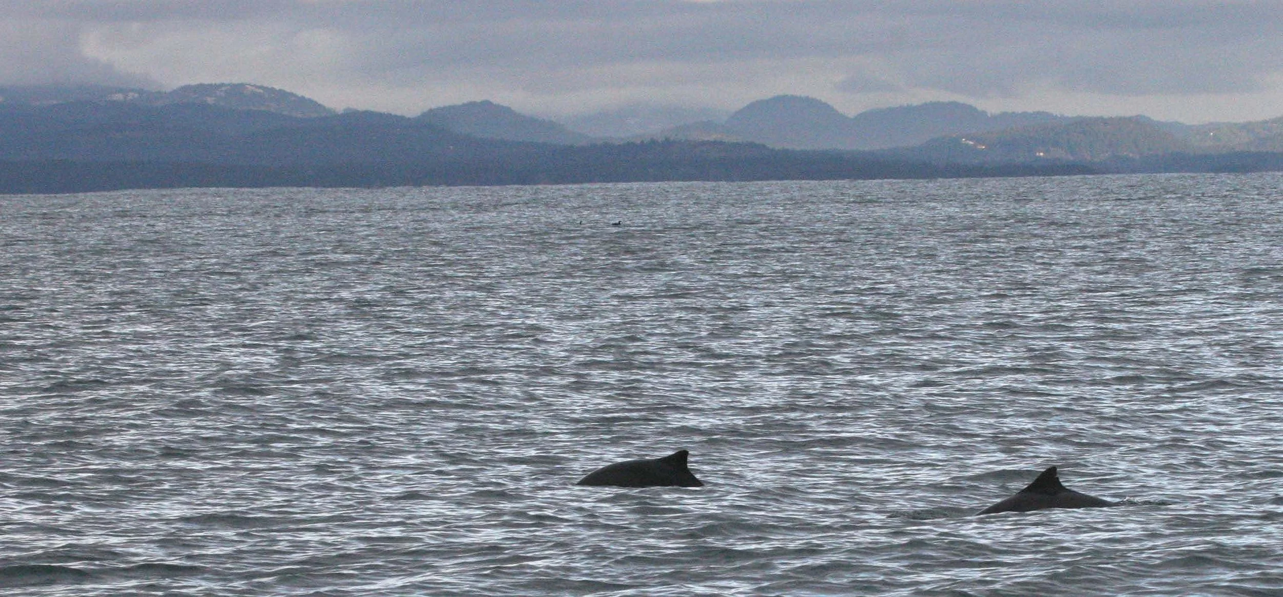 CETACEAN - DOLPHIN - COMMON - EDIZ HOOK AREA D.jpg