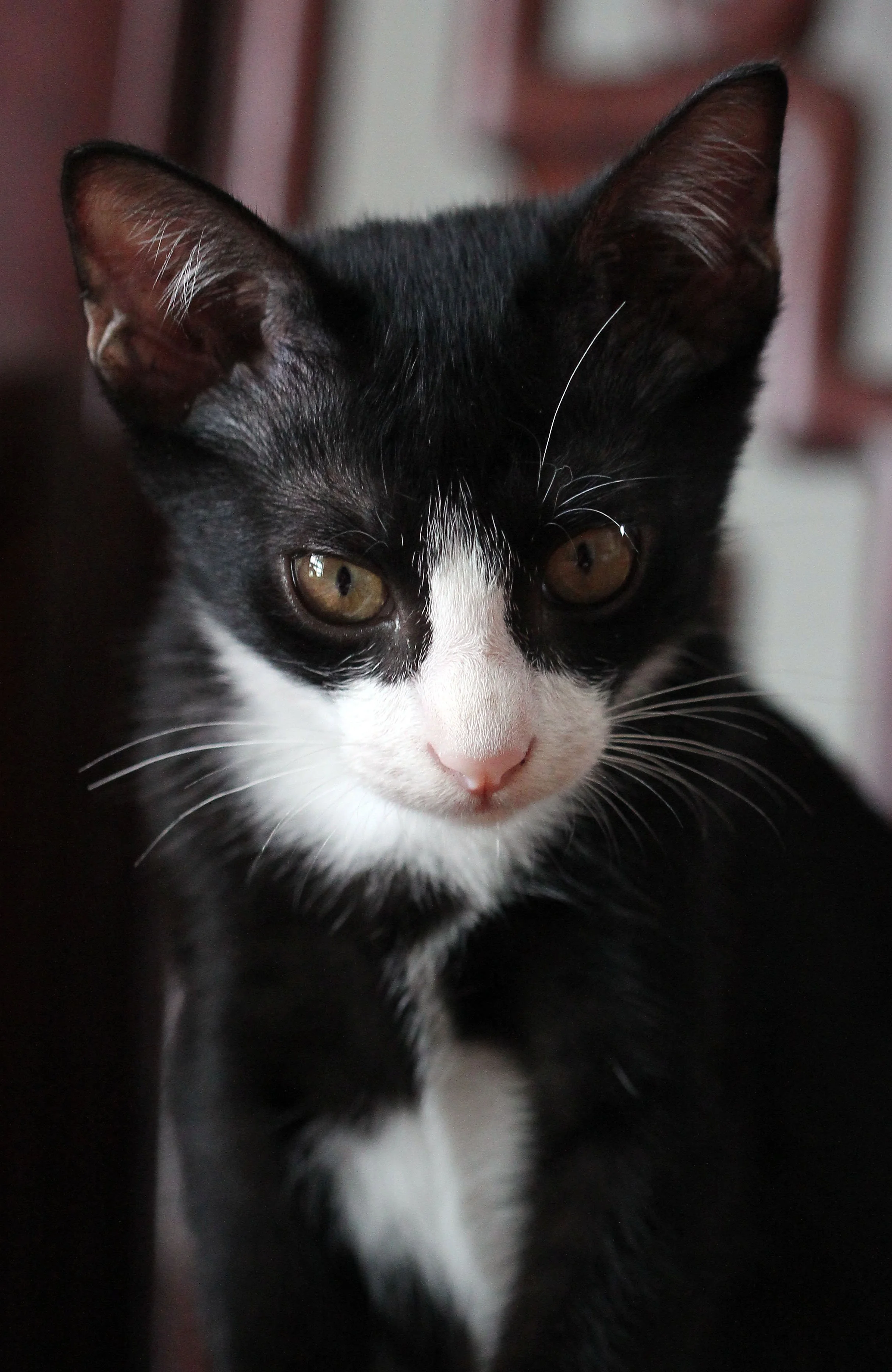 2015 Cats - Ukura & Jean Luc (26).jpg