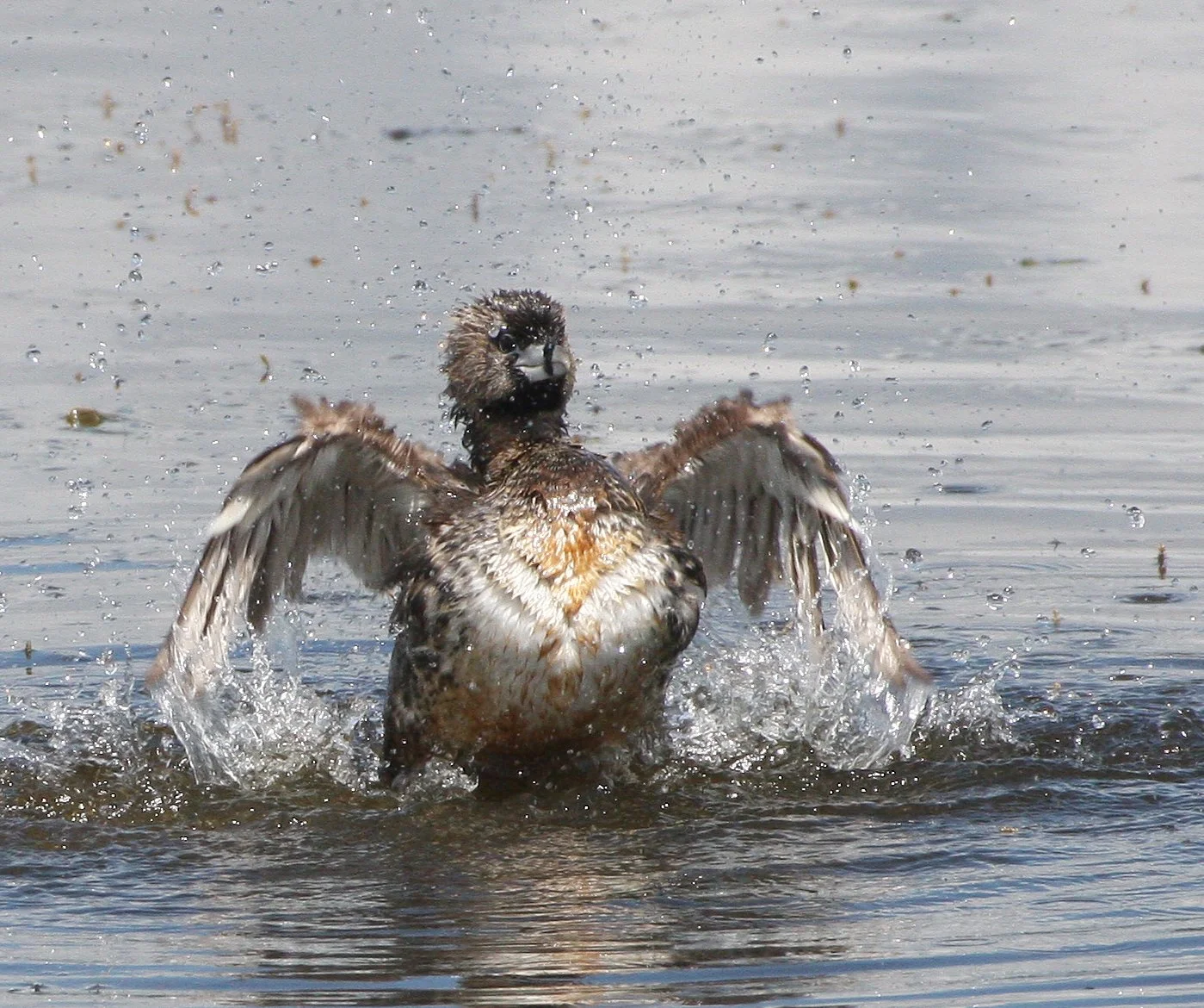 Pied-billed Grebe (Podilymbus podiceps) Ridgefield NWR Washington (31).jpg