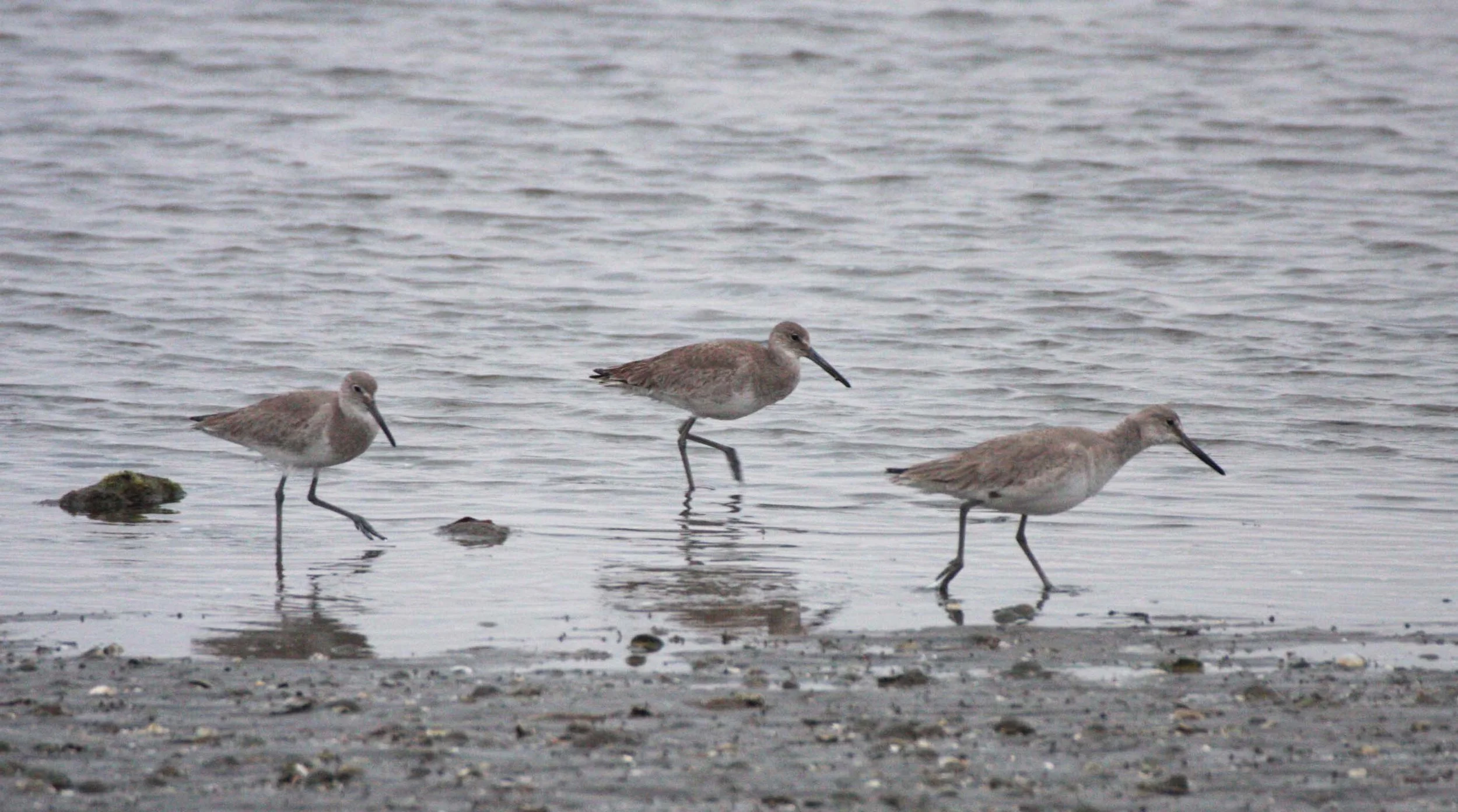 BIRD - WILLET - SAN IGNACIO LAGOON BAJA MEXICO (10).JPG