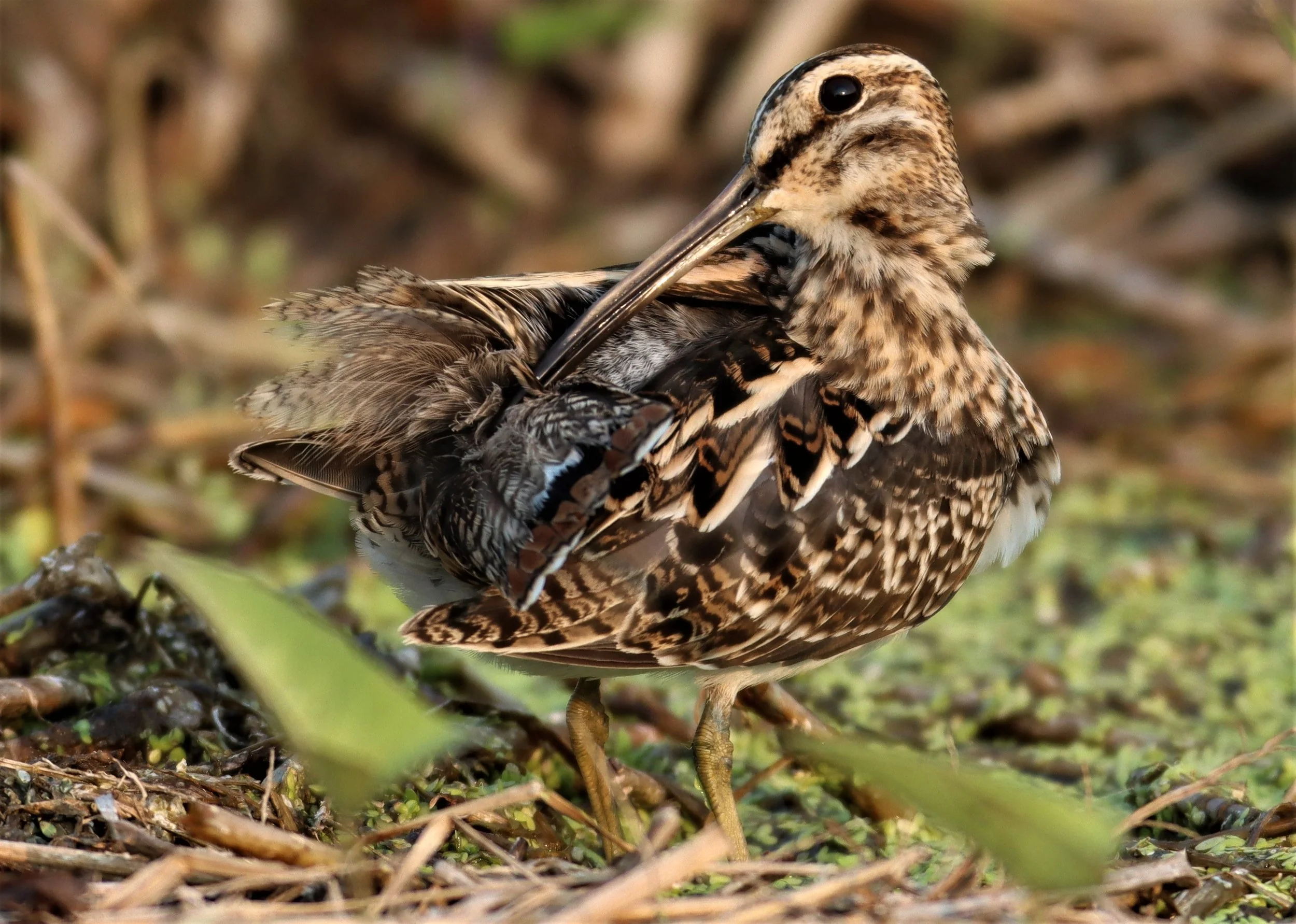 SNIPE - COMMON SNIPE - Gallinago gallinago - LAT KRABANG WETLANDS NEAR BKK (54).jpg