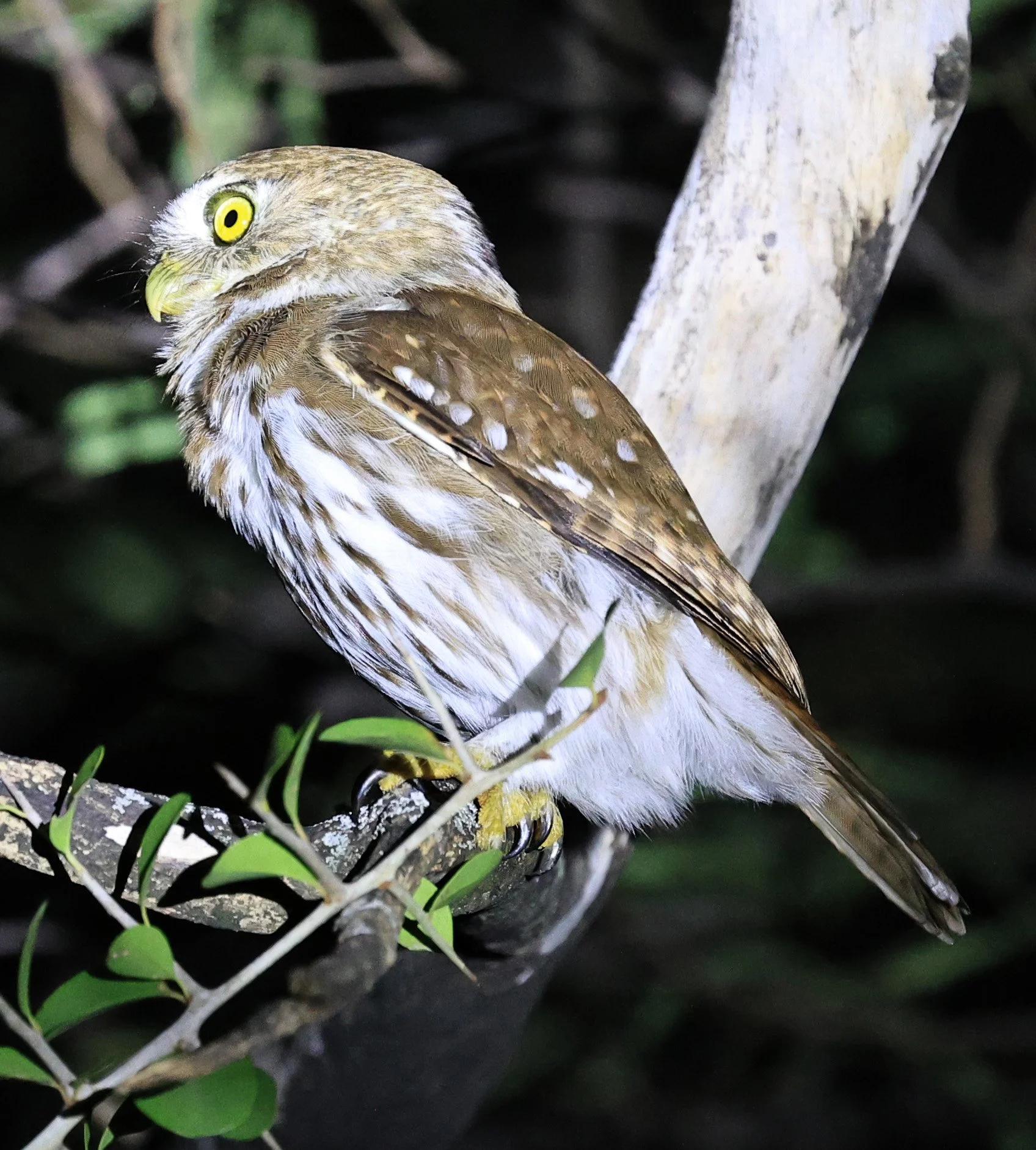 Ferruginous Pygmy-Owl (Glaucidium brasilianum) Reserva Nueland  Selva Serena (52).jpg