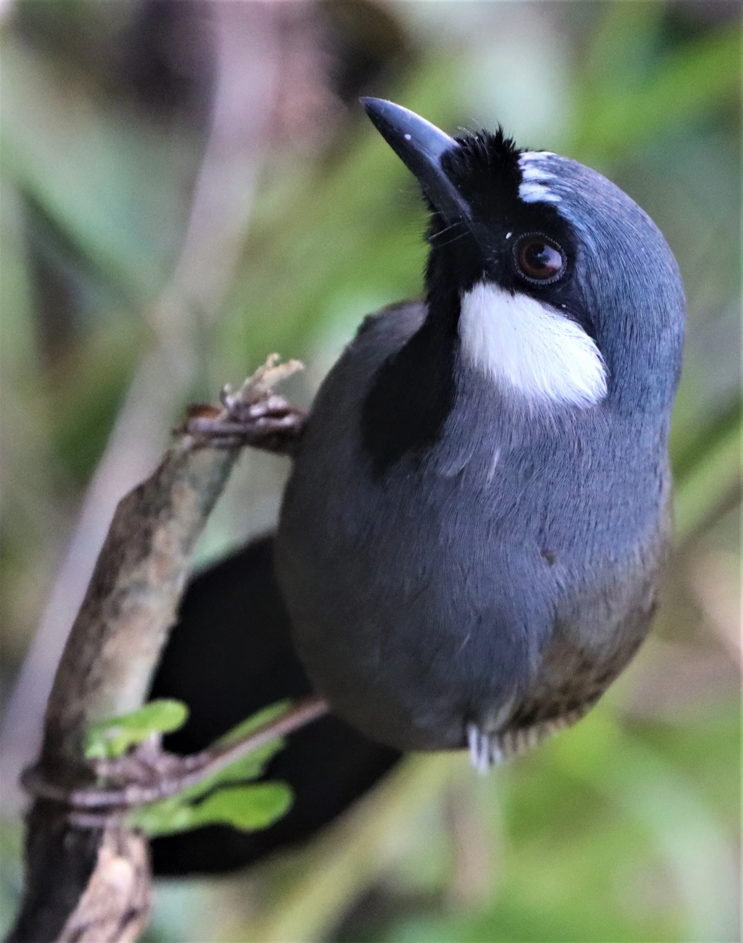 LAUGHINGTHRUSH - BLACK-THROATED LAUGHINGTHRUSH - Garrulax chinensis - KHAO DIEU DAI, KHAO YAI NP (26).jpg