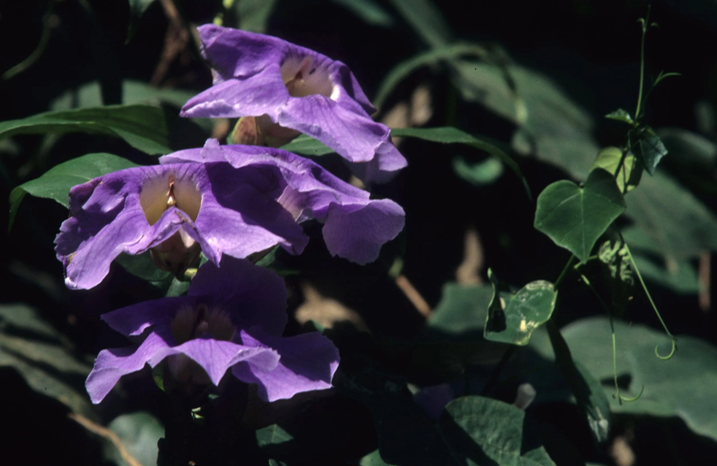 KENYA - PLANT.jpg