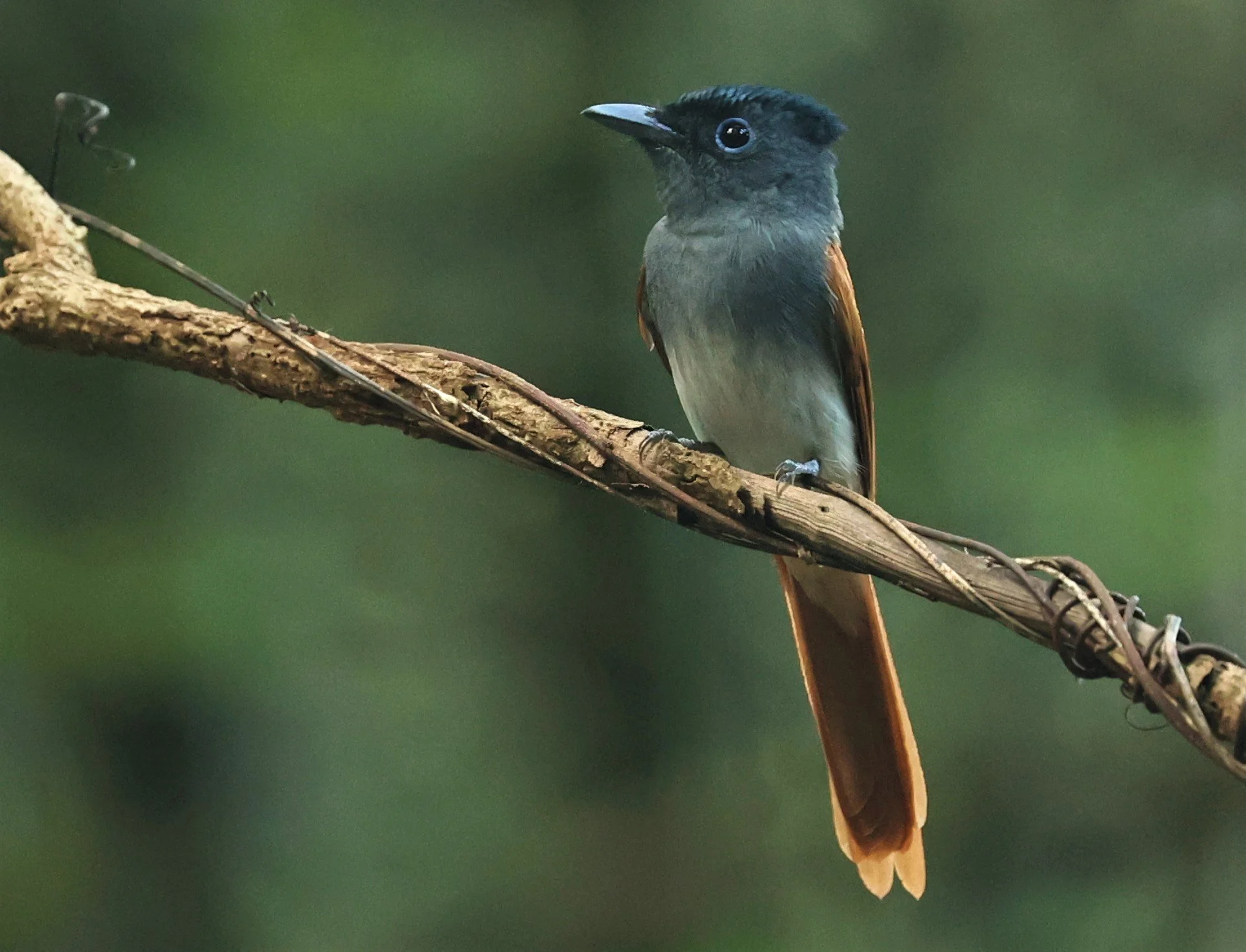 PARADISE-FLYCATCHER - BLYTH'S PARADISE-FLYCATCHER - Terpsiphone affinis - WAT THAM PRATHUM CHONBURI OCT 20, 2022 (7).jpg
