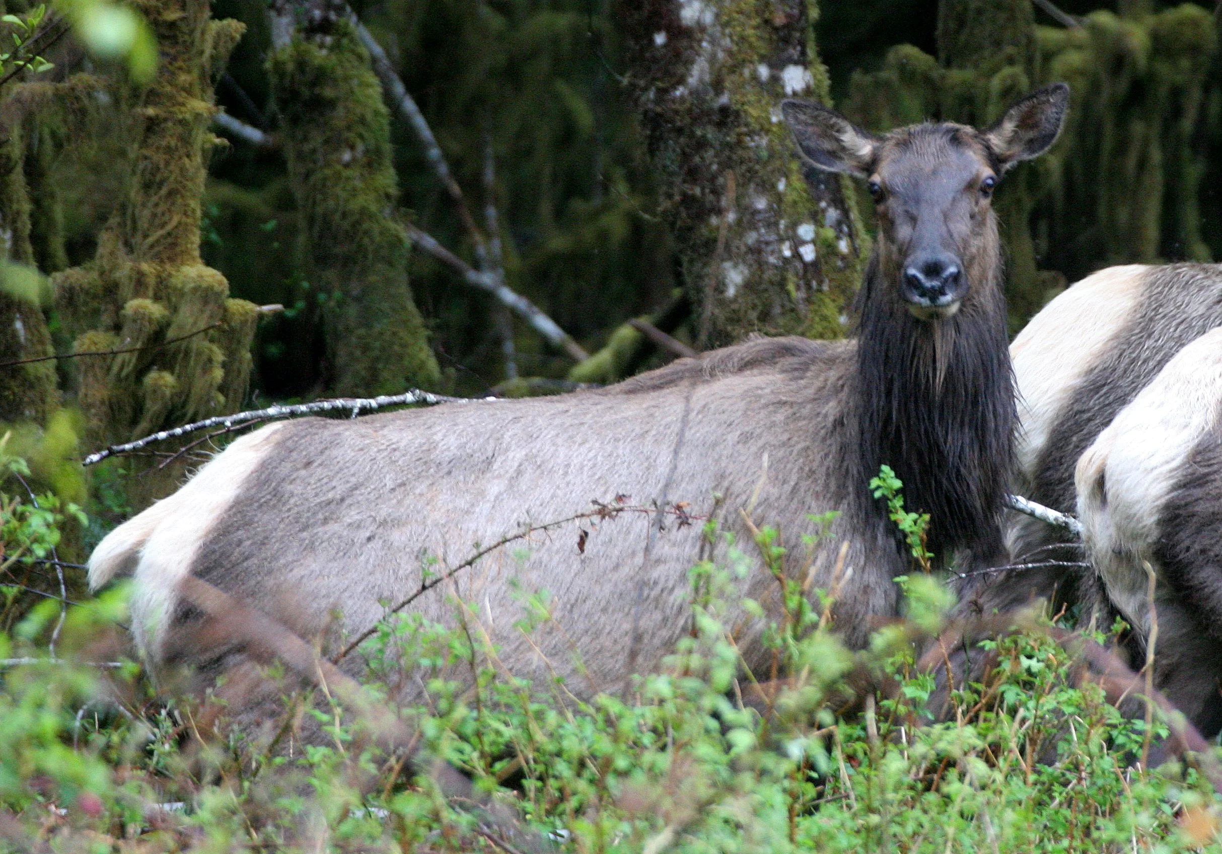 Cervus canadensis roosevelti - ROOSEVELT ELK - HOH RIVER VALLEY - ONP WA  (35).JPG