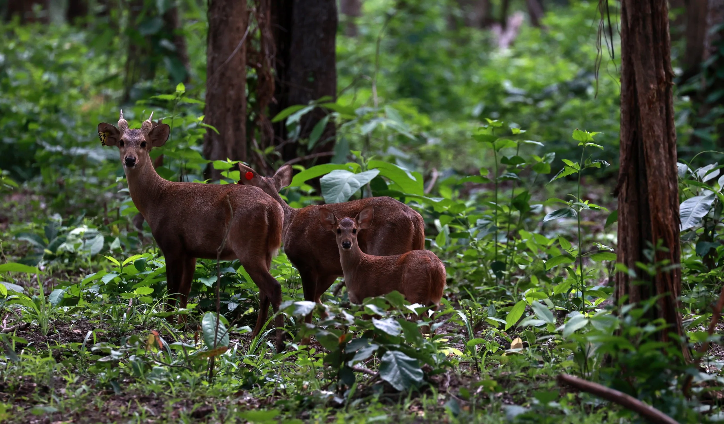 Axis annamiticus - Indochinese Hog Deer - Huai Kha Khaeng Wildlife Sanctuary June 2024 (19).jpg