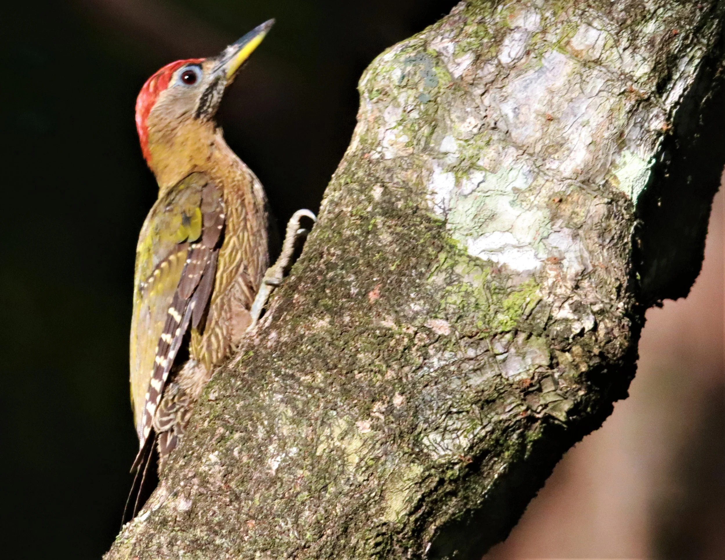 WOODPECKER - STREAK BREASTED WOODPECKER -Picus viridanus - AO PHANG NGA NATIONAL PARK AREA (42).jpg