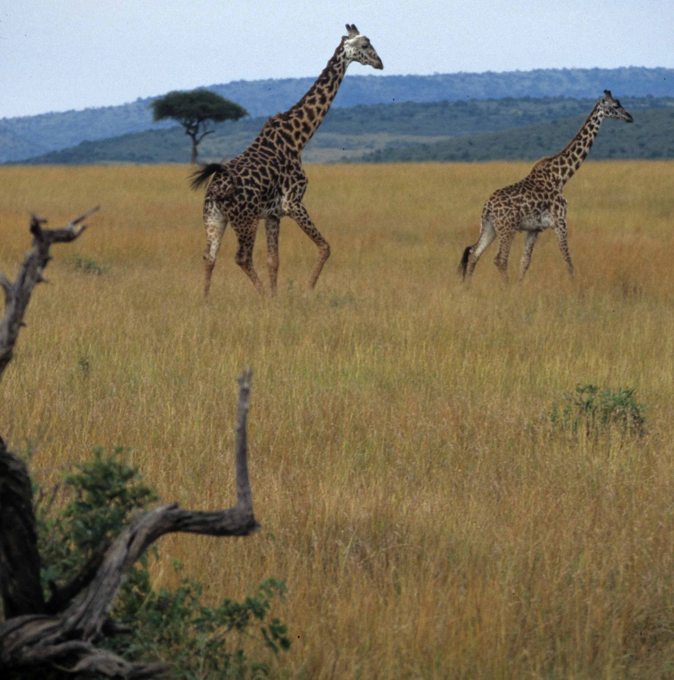 GIRAFFE-MASAI-SERENGETI 23.jpg