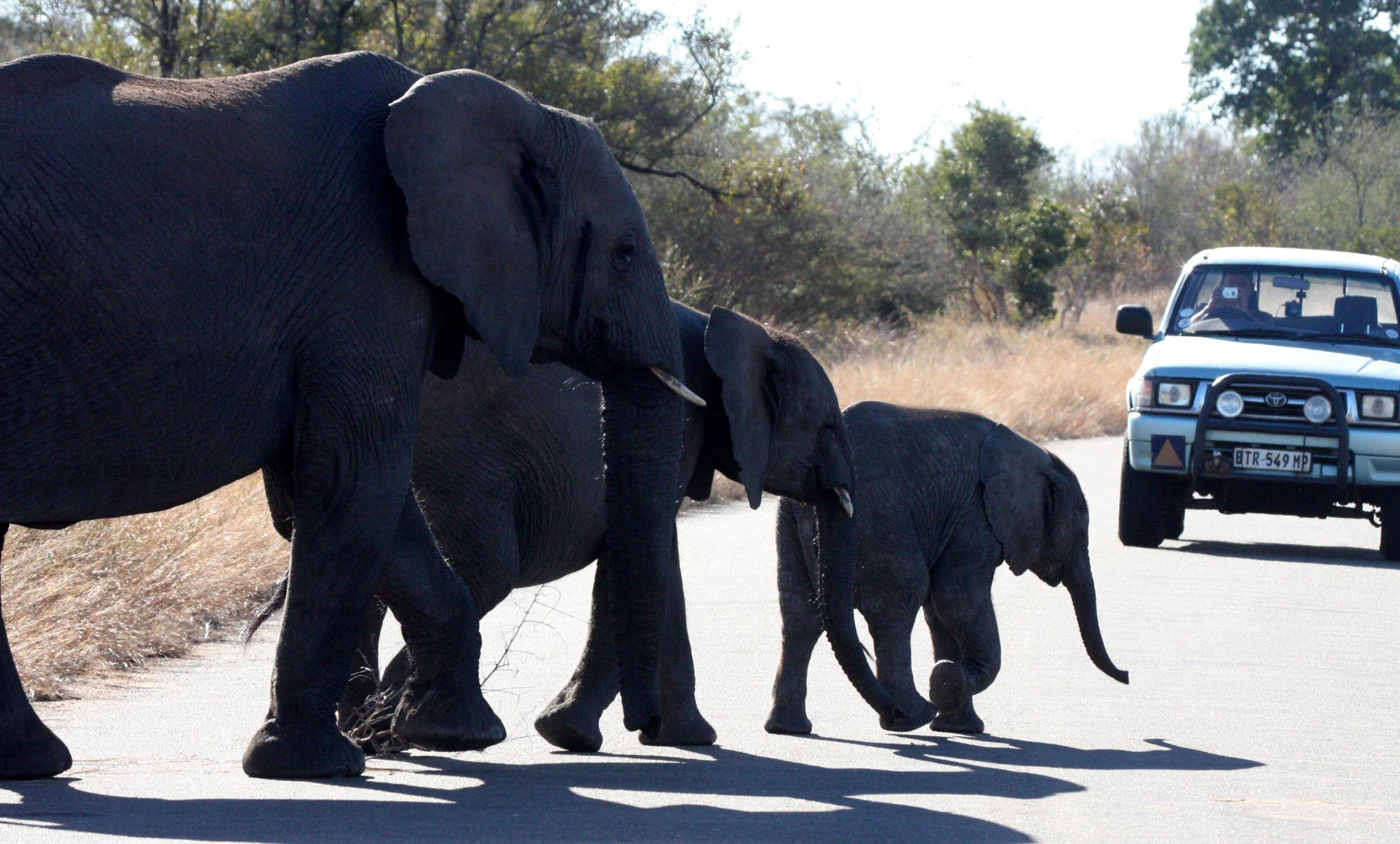 ELEPHANT - AFRICAN ELEPHANT - KRUGER NATIONAL PARK SOUTH AFRICA (32).JPG