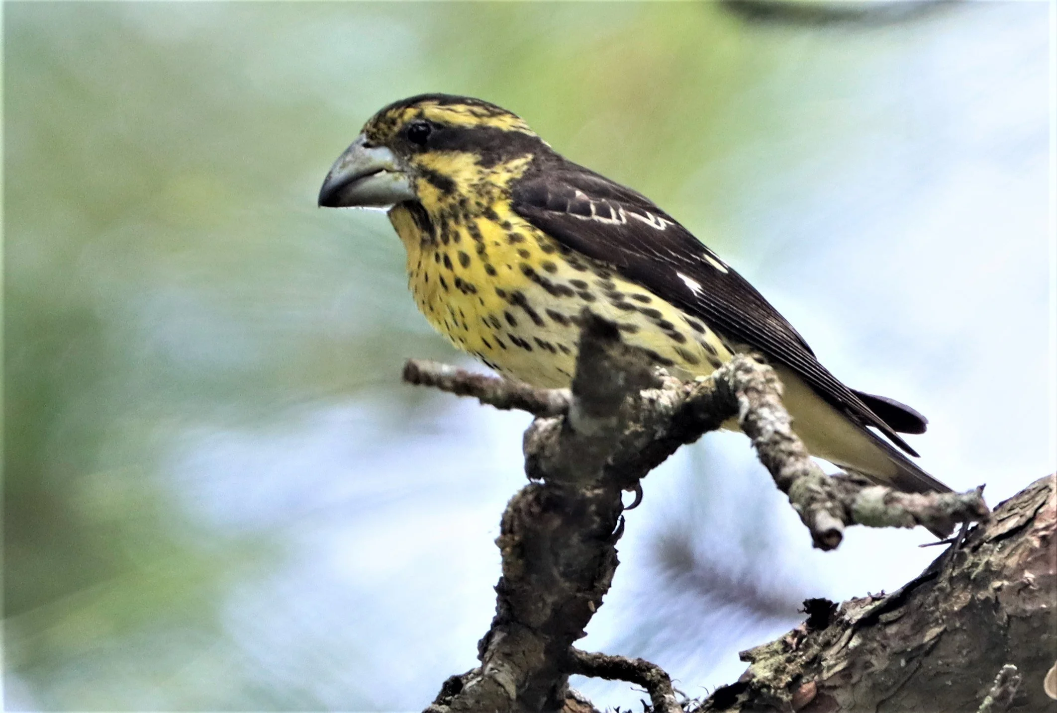 Spot-winged Grosbeak (Mycerobas melanozanthos) Doi Ang Kang, Chiang Mai Thailand (58).jpg