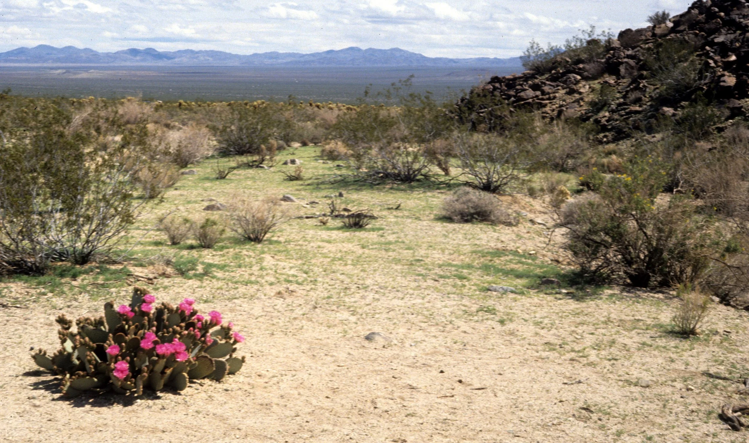 JOSHUA TREE - OPUNTIA BASILARIS IN BLOOM IN CREOSOTE COMMUNITY.jpg