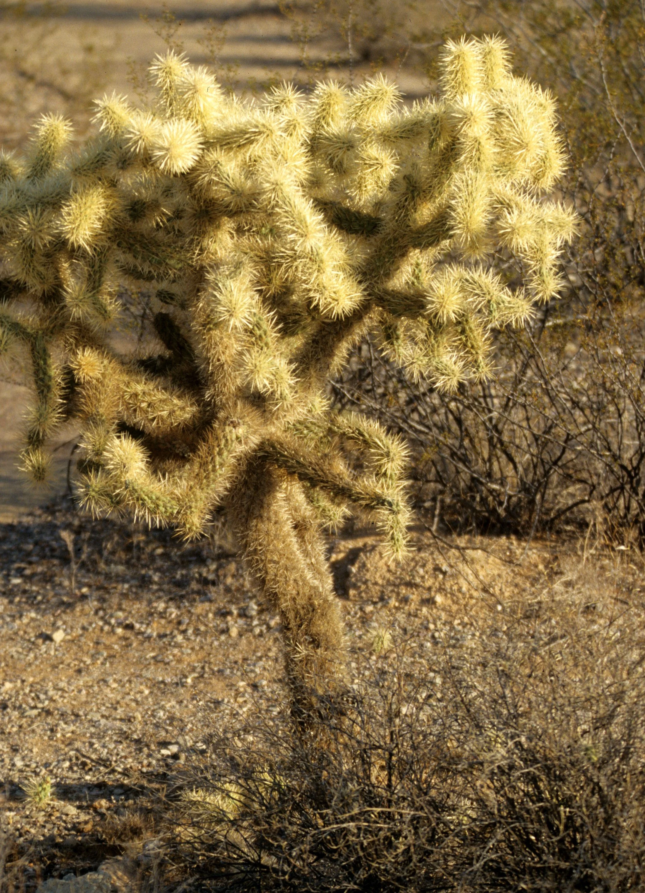 ORGAN PIPE CACTUS NP - OPUNTIA BIGLOVII - TEDDYBEAR CHOLLA.jpg