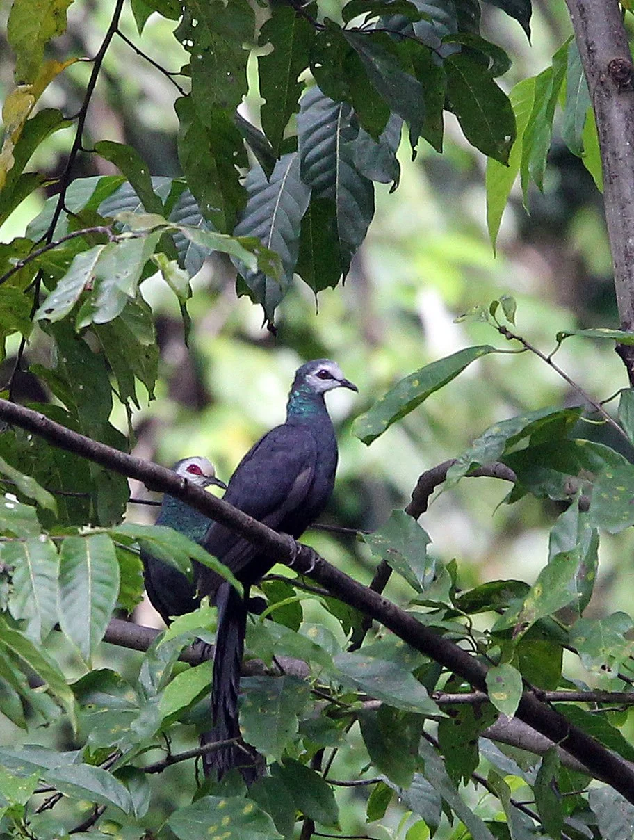 Sulawesi Black Pigeon (Turacoena manadensis) Nantu Nature Reserve Sulawesi Indonesia (1).JPG