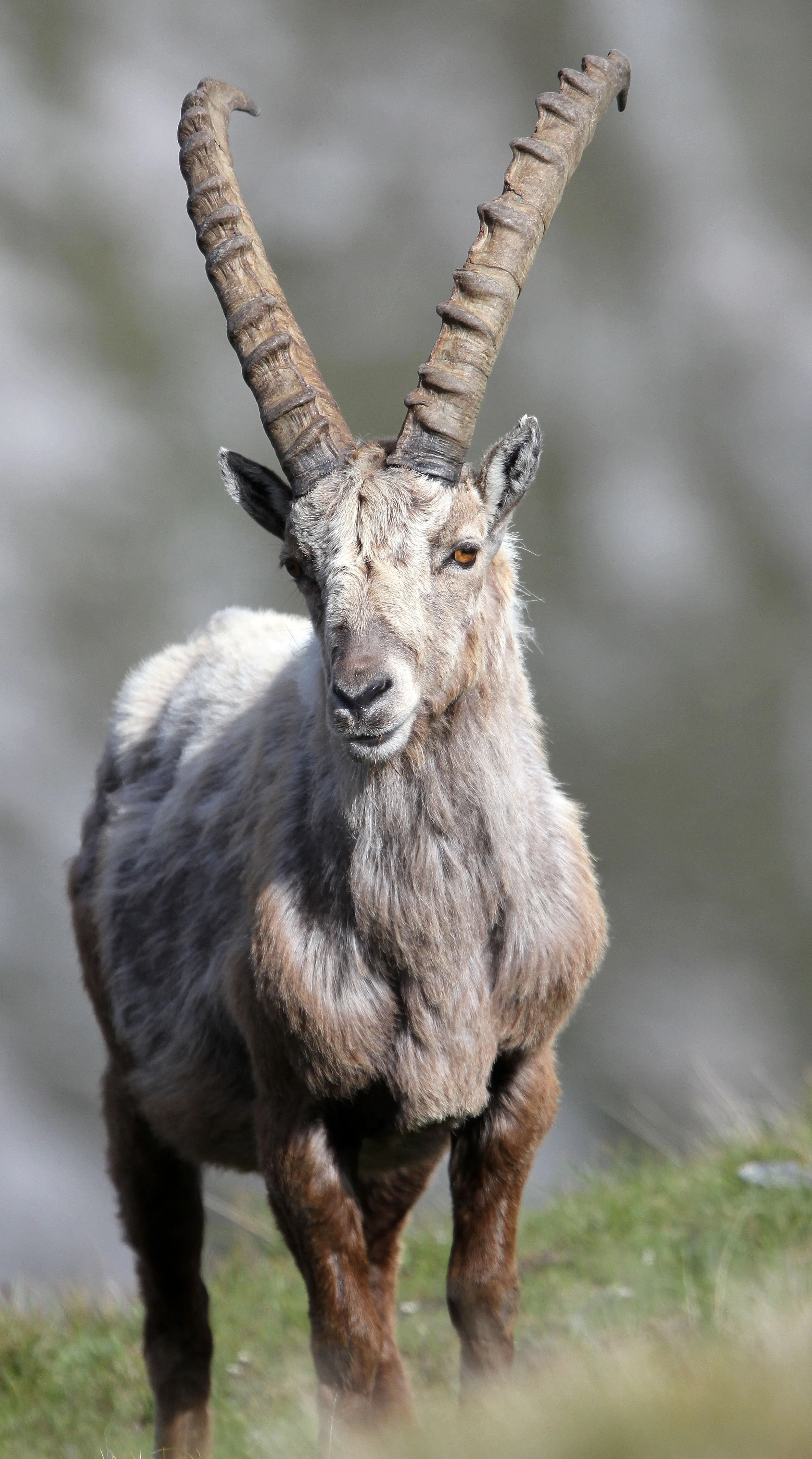 IBEX - ALPINE IBEX - Capra ibex - STELVIO NATIONAL PARK ITALY (79).JPG