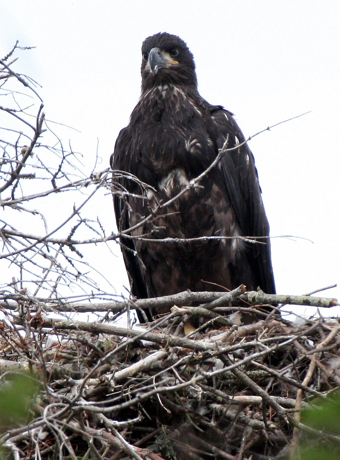 BIRD - EAGLE - BALD EAGLE - CHICKS - CLINE SPIT OVERLOOK - SEQUIM DUNGENESS BLUFFS (36).JPG