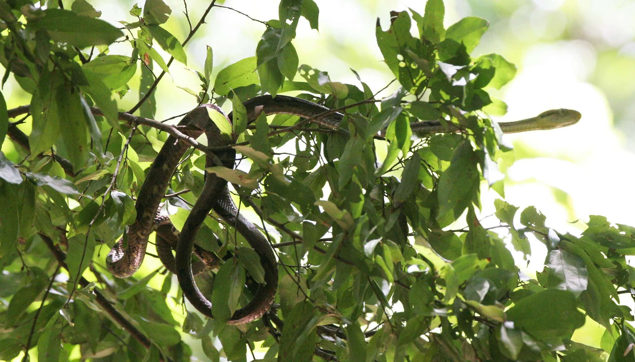 Boiga cynodon - DOG-TOOTHED CAT SNAKE - KOH LANTA NP THAILAND (17).JPG
