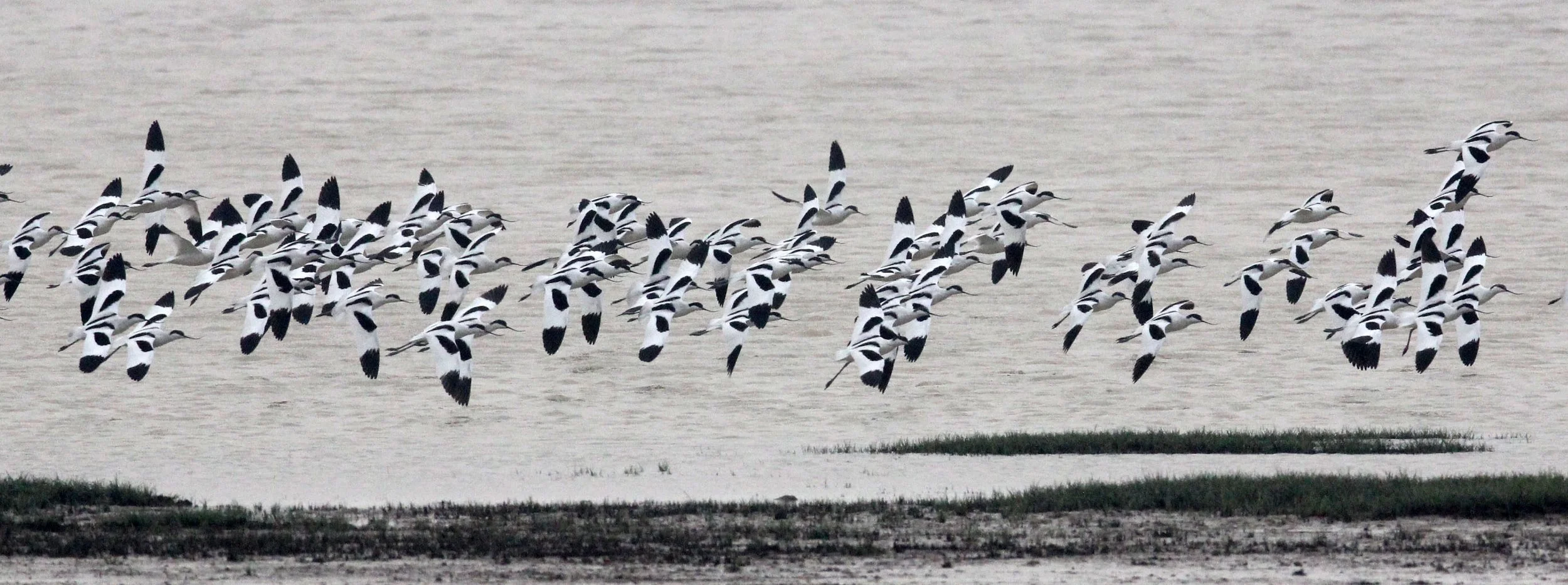 BIRD - AVOCET - PIED AVOCET - POYANG LAKE - CHINA - JIANGXI PROVINCE (37).JPG