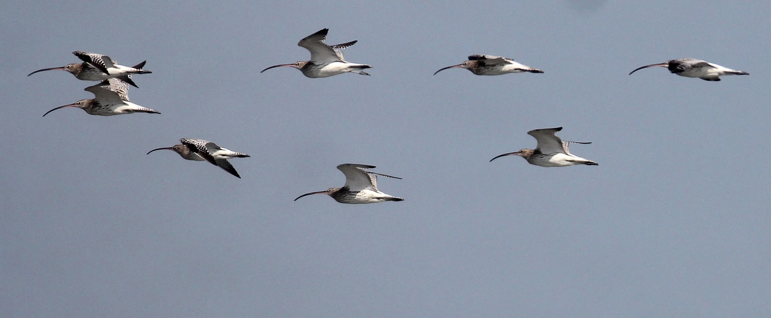 CURLEW - EURASIAN CURLEW - Numenius arquata - PAK THALE LEAM PAK BIA, PETCHABURI PROVINCE THAILAND (27).JPG