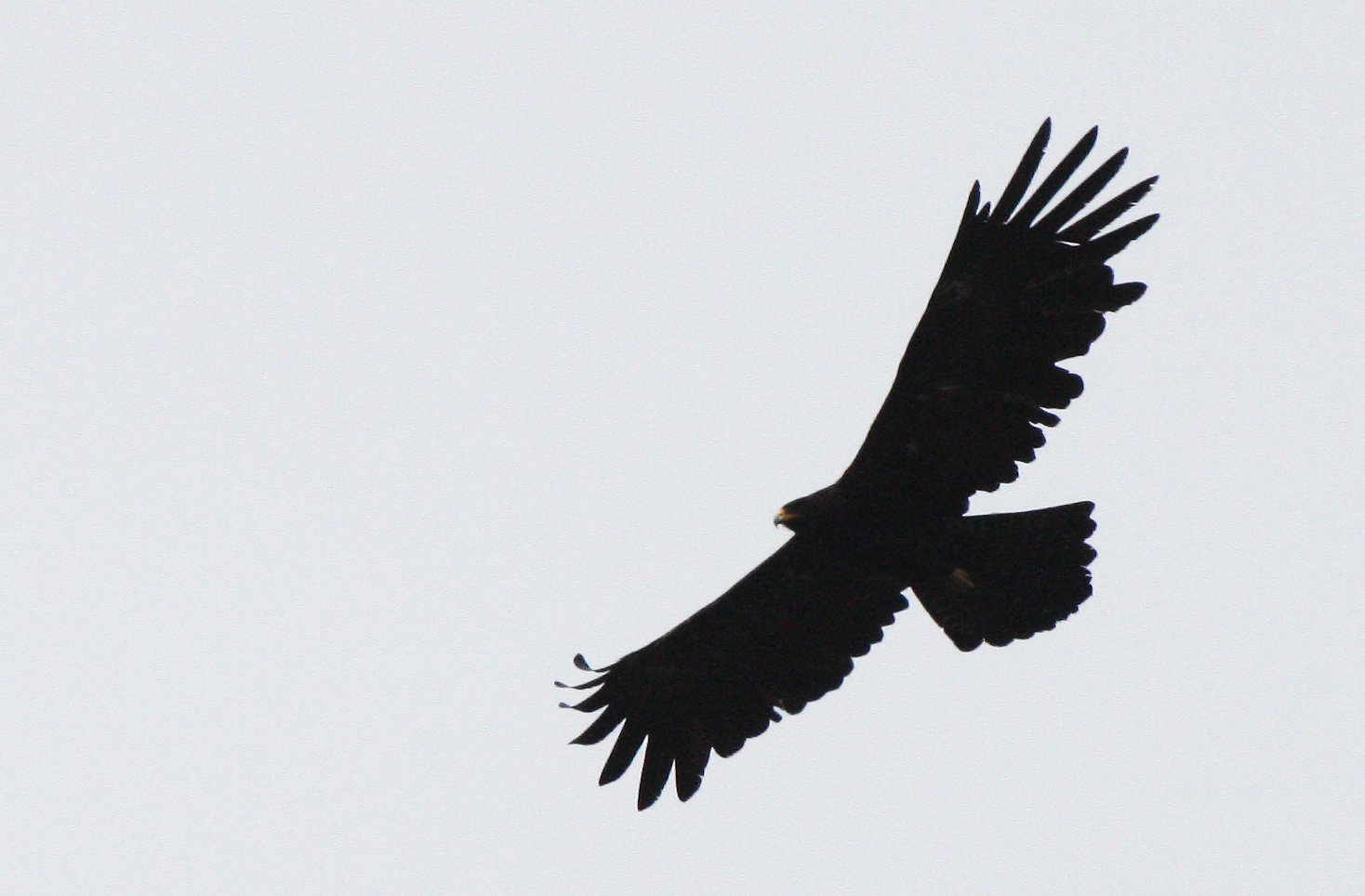 Ictinaetus malaiensis - BLACK EAGLE - KAENG KRACHAN THAILAND (30).JPG