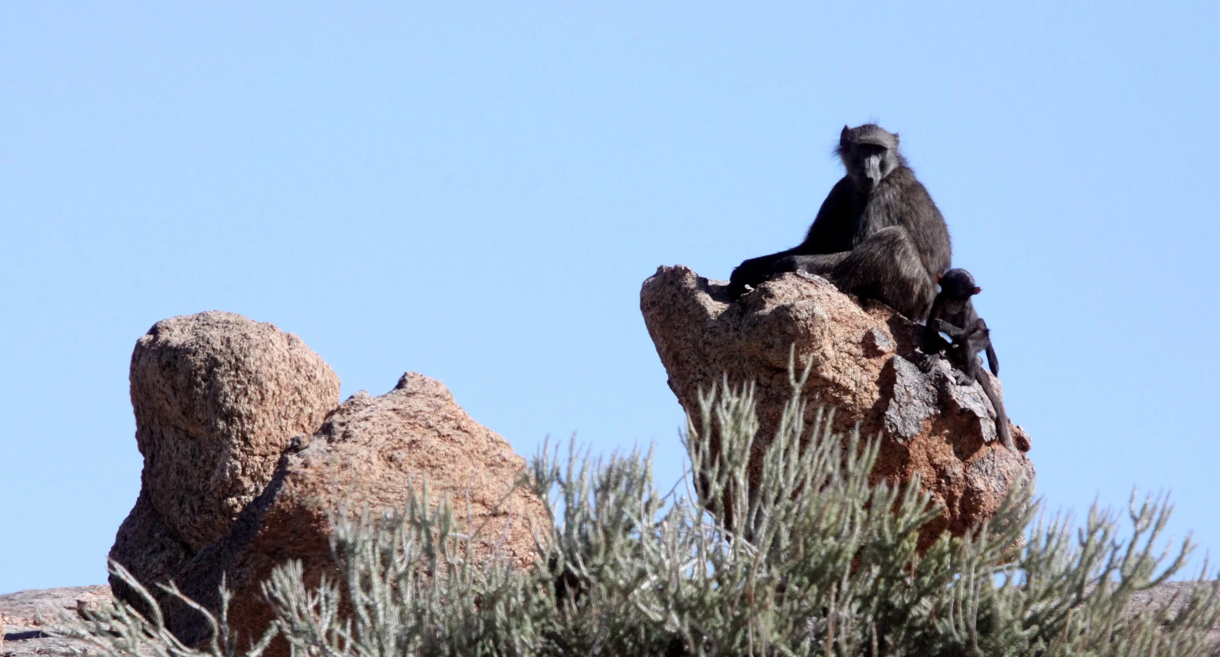 Papio ursinus Chacma Baboon — Coke Smith Wildlife
