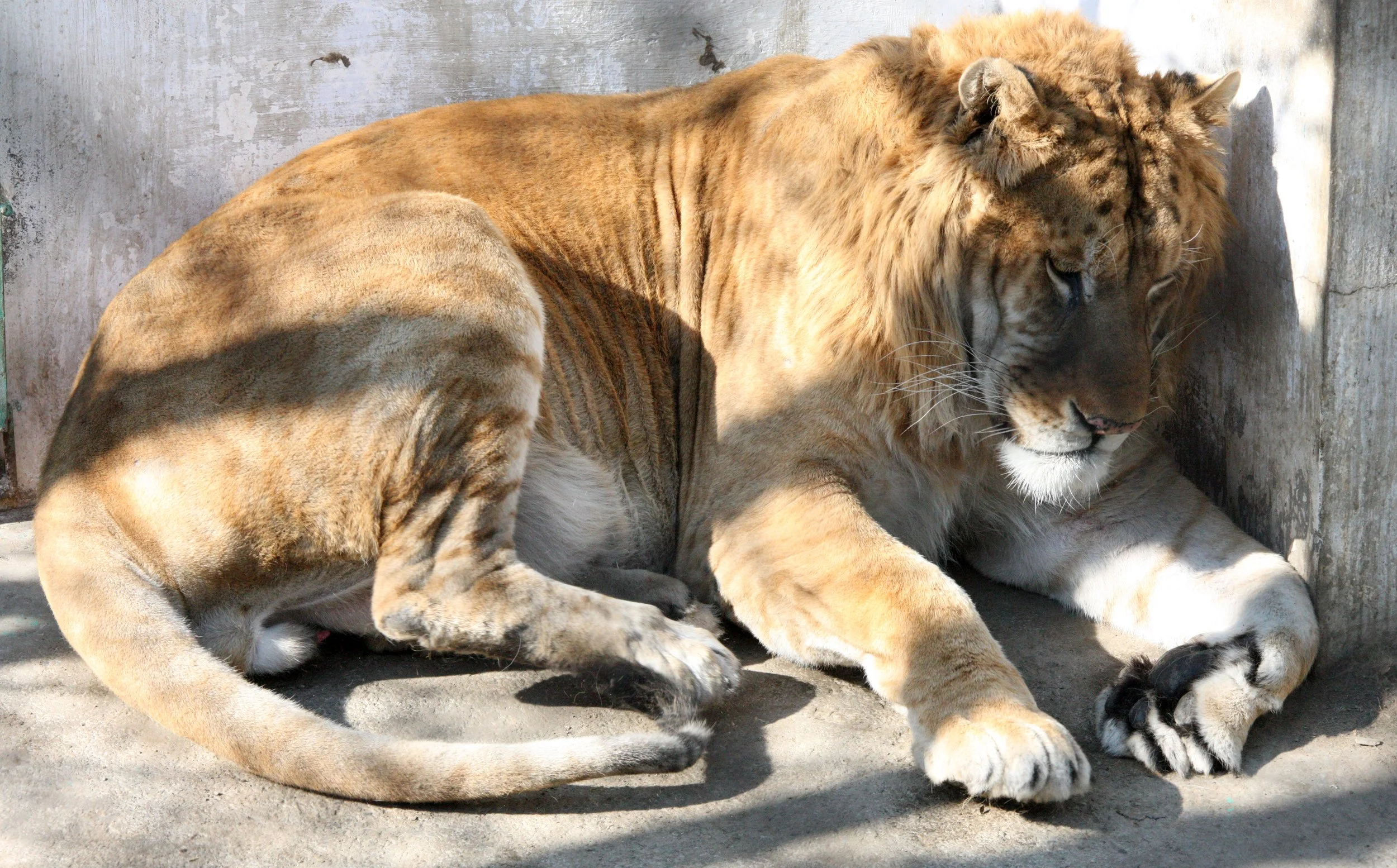 Panthera tigris altaica - SIBERIAN TIGER - HARBIN SIBERIAN TIGER PARK  (190).JPG