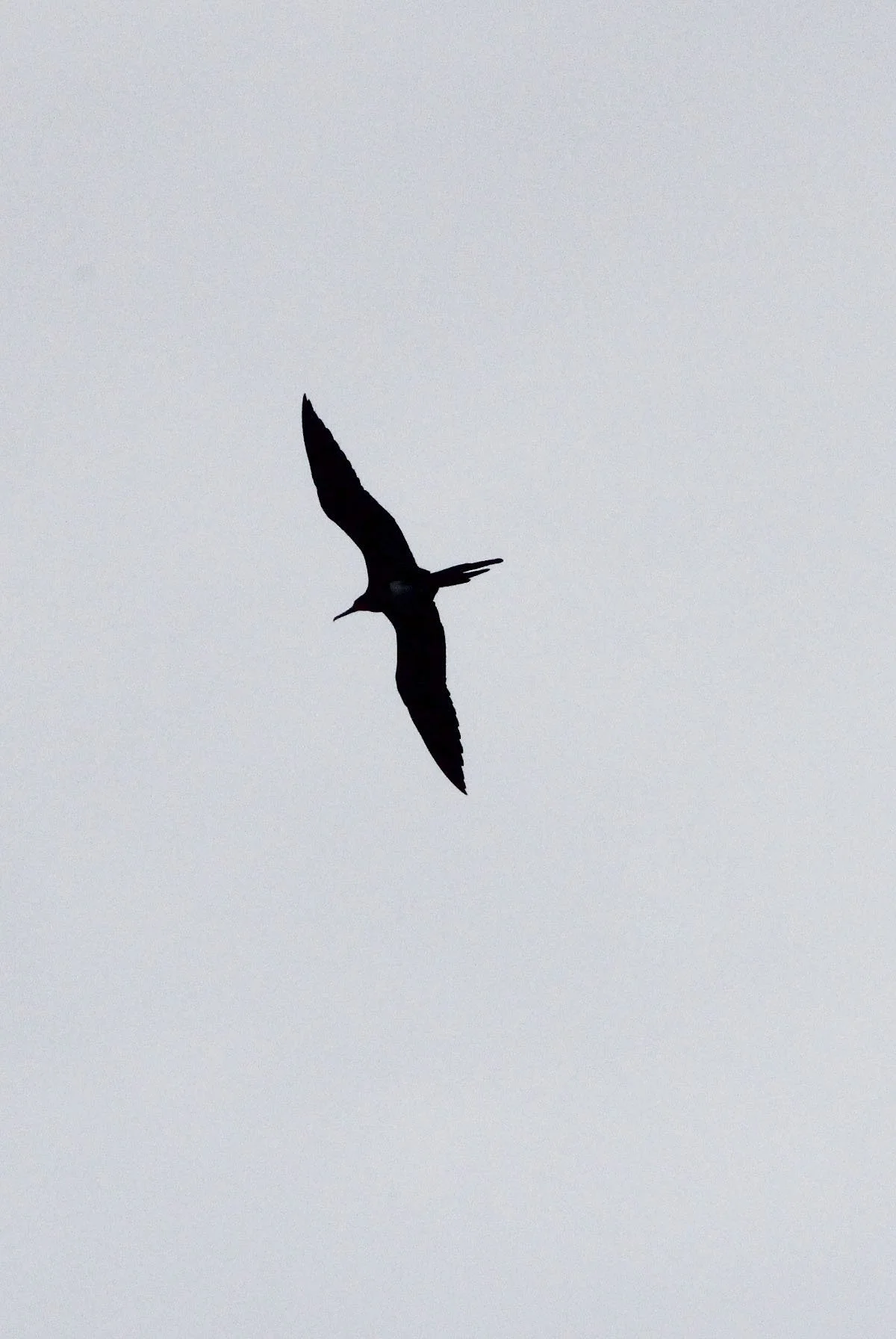 Christmas Frigatebird (Fregata andrewsi) Ujung Kulon NP, Java Barat, Indonesia (1).JPG