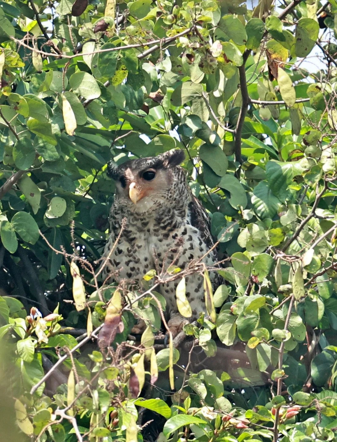 Spot-bellied Eagle-Owl (Bubo nipalensis) Pak Chong Mu Si Municipality Feb 2026  (30).jpg