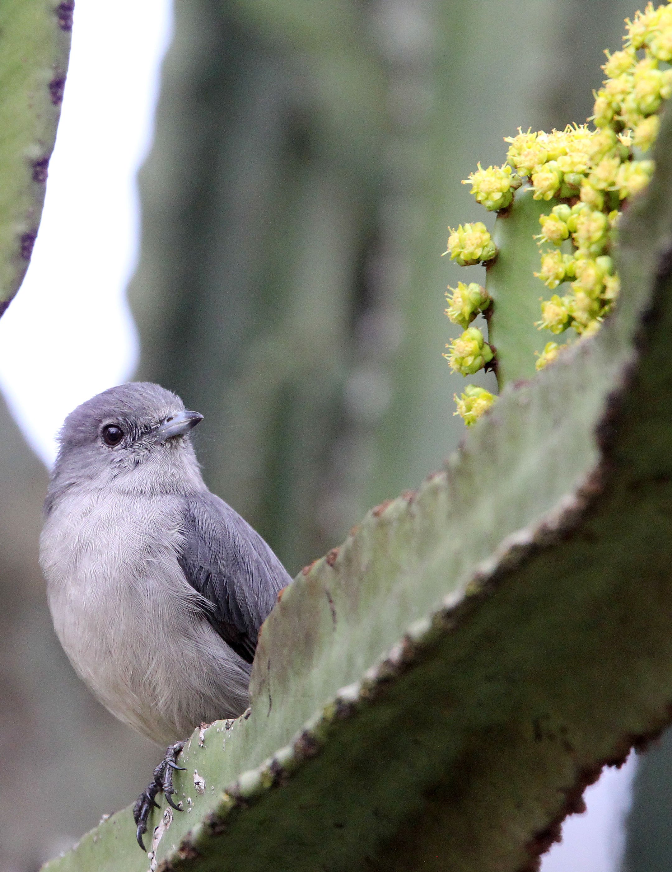 BIRD - FLYCATCHER - ASHY FLYCATCHER - MUSCICAPA CAERULESCENS - RUHENGERI RWANDA (6).JPG