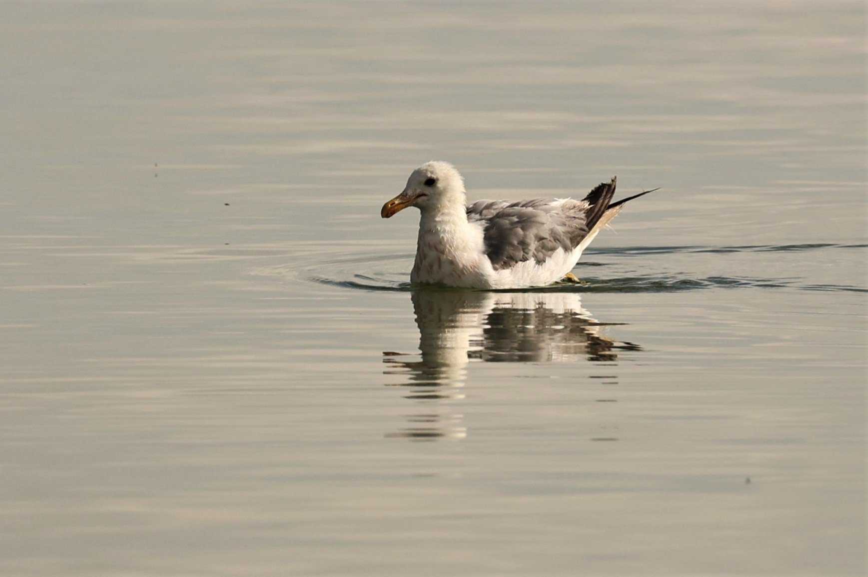 Larus californicus - CALIFORNIA GULL - MONO LAKE CALIFORNIA AUGUST 2022 (6).jpg
